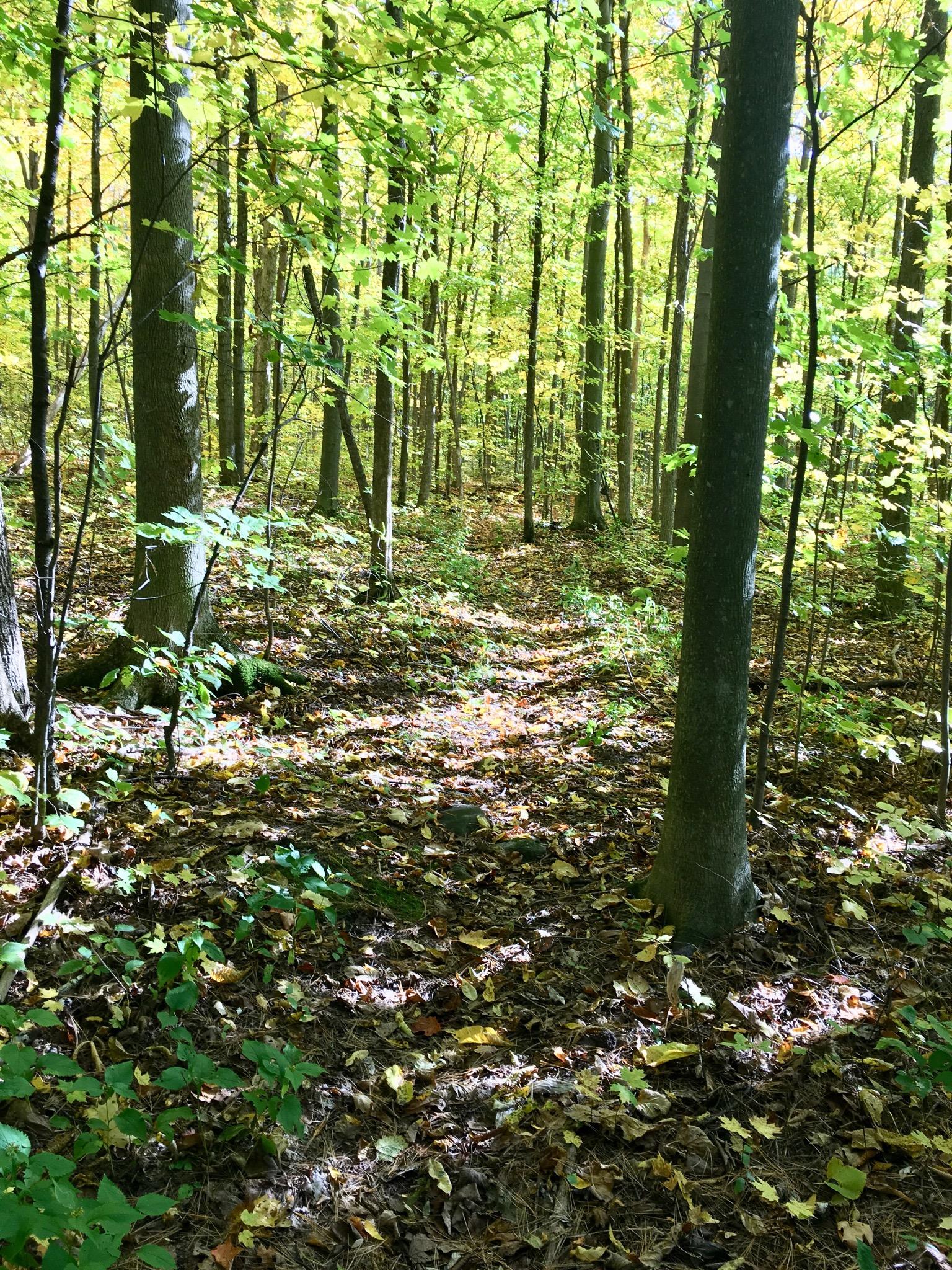 A serene forest scene with tall trees displaying vibrant green leaves and a carpet of fallen leaves on the ground, illuminated by sunlight filtering through the branches. A narrow path is visible, inviting exploration among the peaceful natural surroundings. Charlottenburg Forest mountain bike trail.