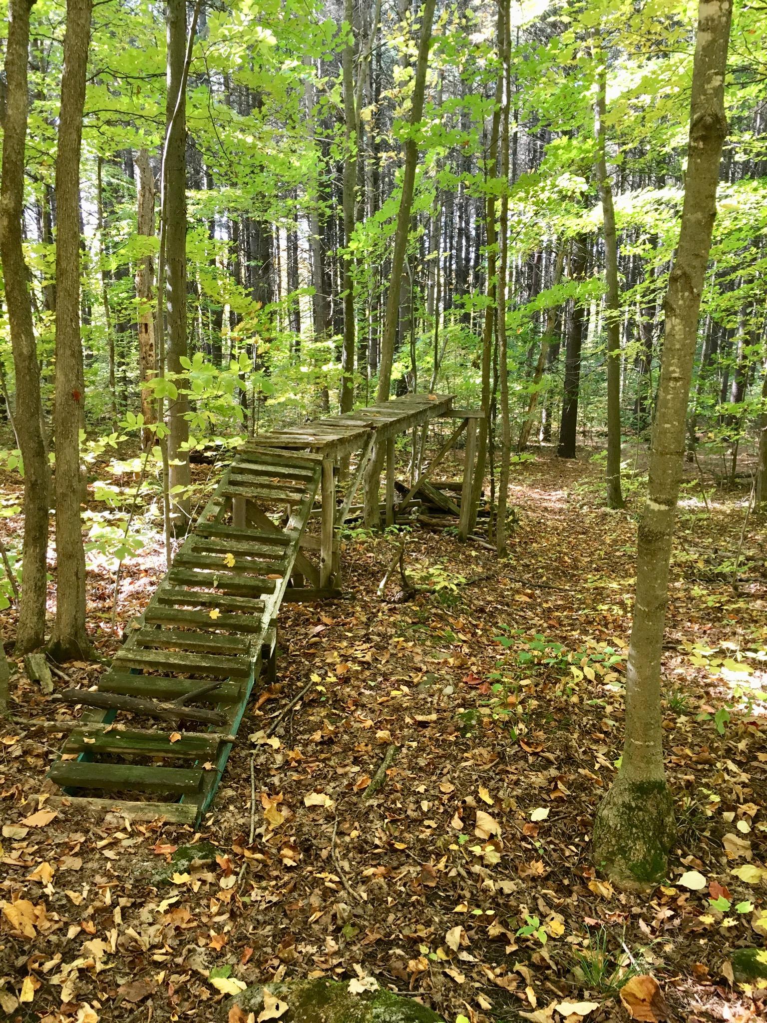 A wooden ramp made of planks leads into a dense forest surrounded by tall trees with green leaves, while a carpet of fallen leaves covers the ground. Sunlight filters through the foliage, creating a serene and natural atmosphere. Charlottenburg Forest mountain bike trail.