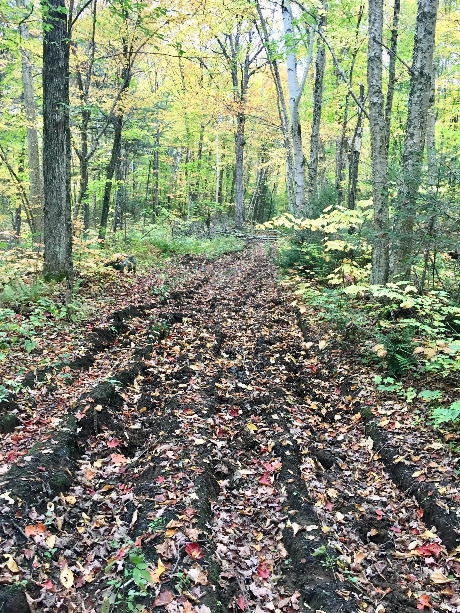 Byers Lake Mountain Bike Trail in Harcourt, Ontario Directions, Maps
