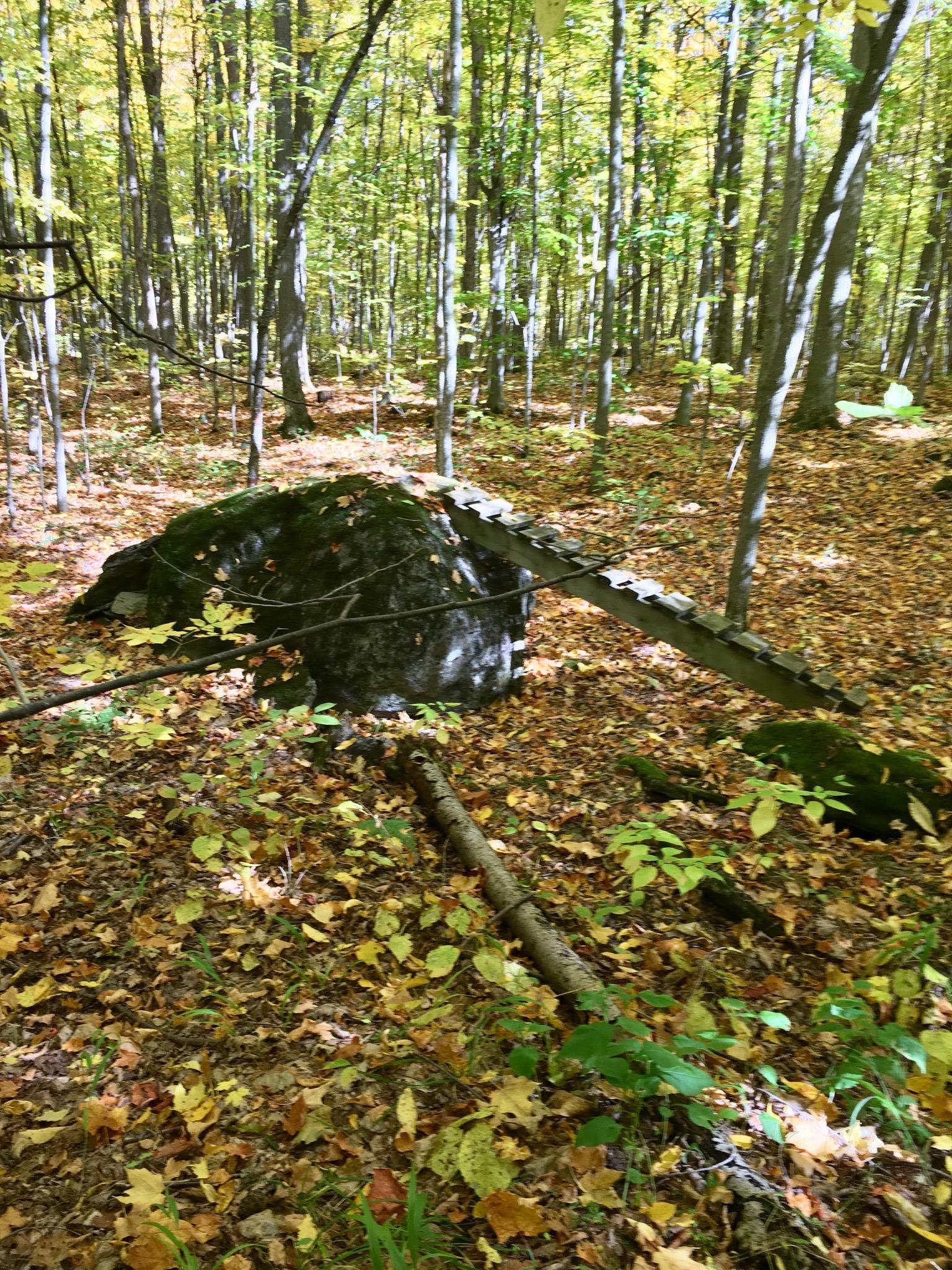 A serene forest scene featuring a large rock partially covered by fallen leaves, surrounded by trees with vibrant green and yellow foliage. The forest floor is blanketed with a mix of yellow and brown leaves, and scattered logs are visible among the underbrush. Sunlight filters through the trees, illuminating the tranquil setting. Charlottenburg Forest mountain bike trail.