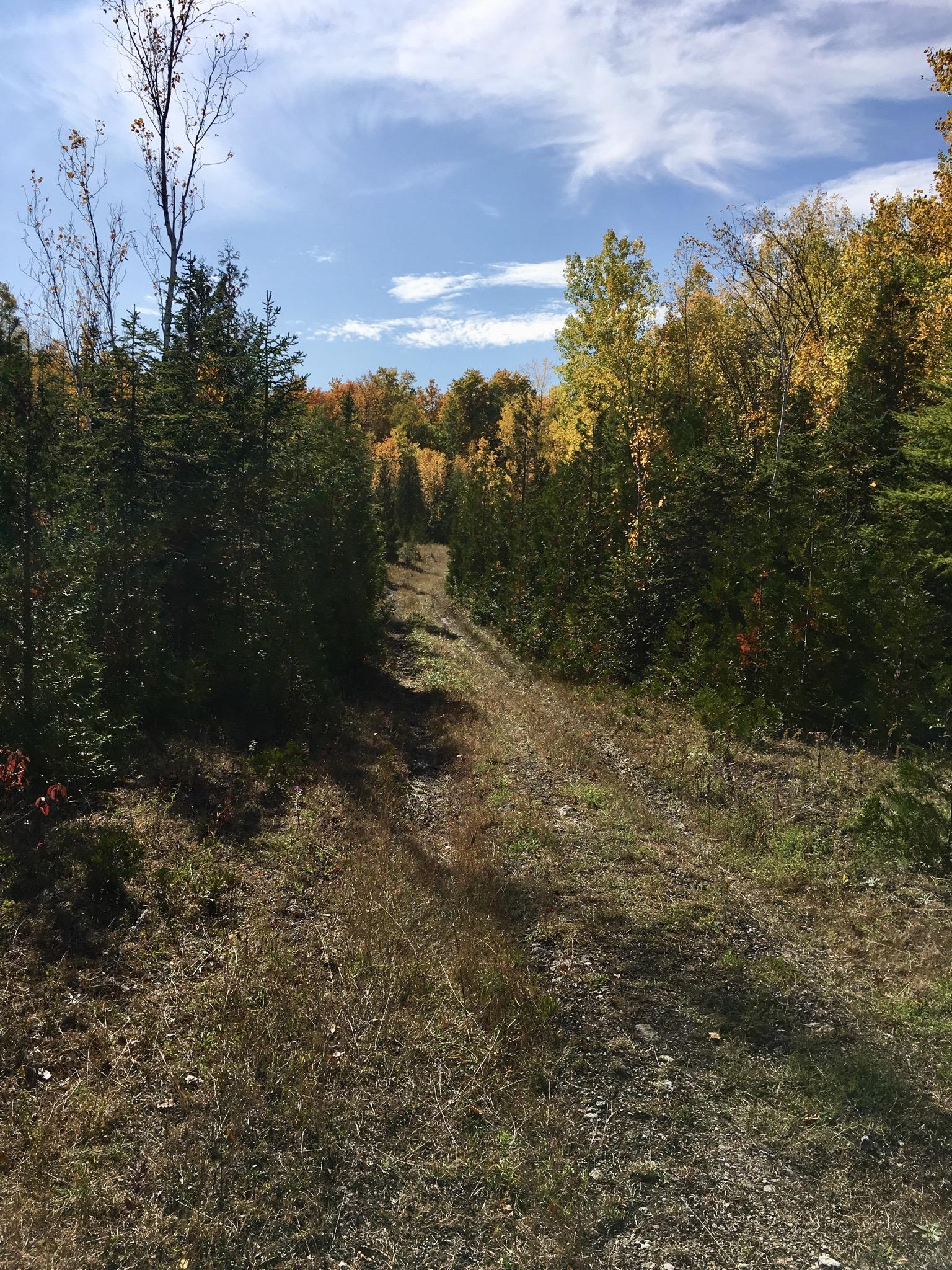 A scenic view of a grassy path winding through a forest of evergreen trees. The surrounding foliage features vibrant autumn colors, with a mix of yellow and orange leaves visible on the trees. The sky is bright blue with wispy clouds. Sunlight casts shadows along the path, creating a peaceful and inviting atmosphere. Charlottenburg Forest mountain bike trail.