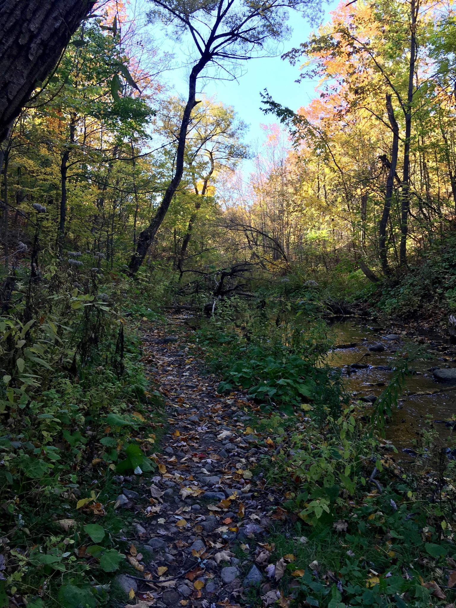 A serene walking path winding through a lush forest during autumn, with colorful leaves scattered on the ground and trees displaying vibrant fall foliage under a clear blue sky. A small stream can be seen along the path, surrounded by greenery. Sentiers de l'Abbaye d'Oka mountain bike trail.