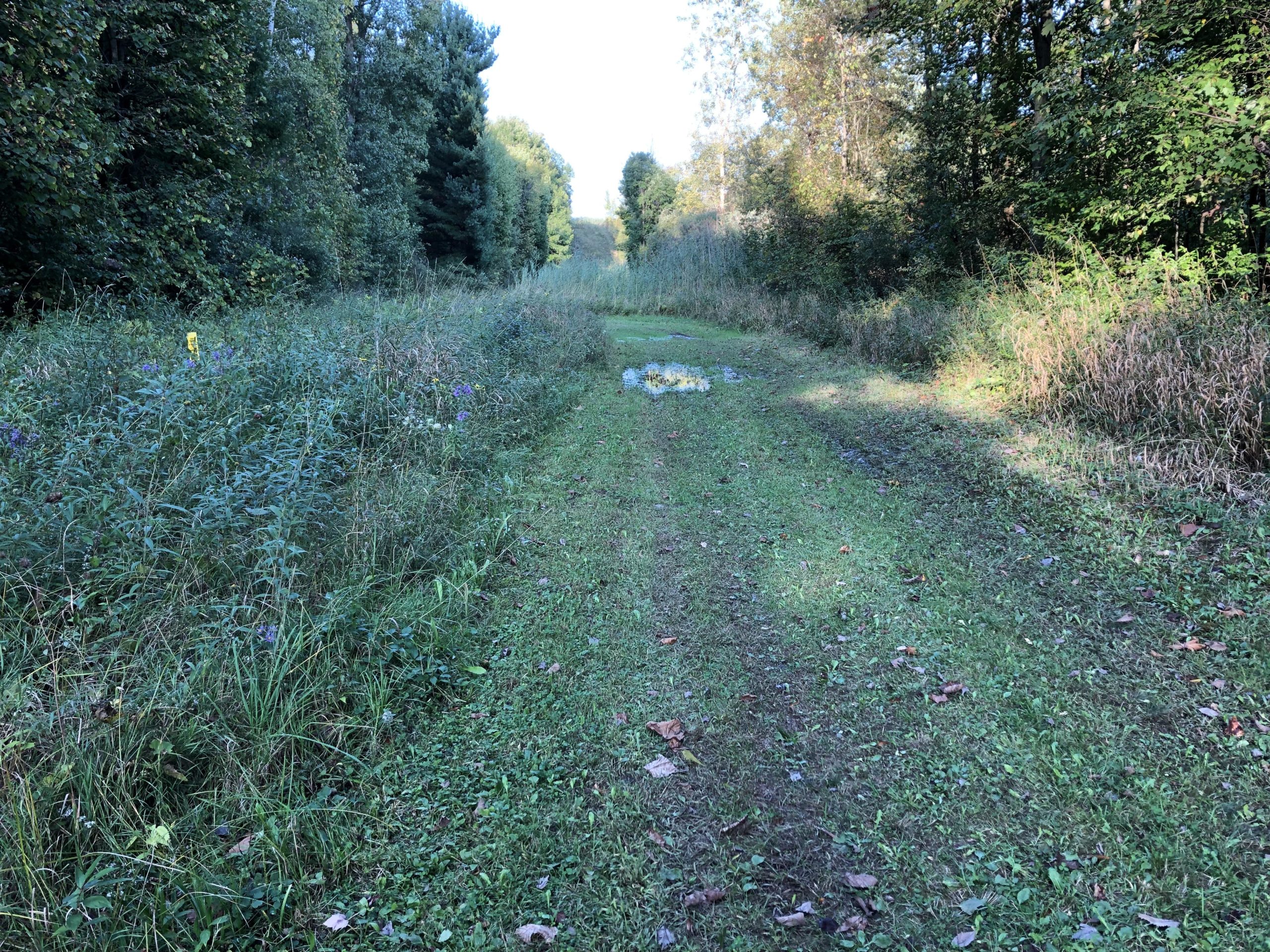 A grassy, winding trail flanked by dense greenery and wildflowers, leading into a serene forested area under a clear blue sky. The sunlight filters through the trees, creating a peaceful atmosphere in a natural setting. Columbus County Park mountain bike trail.