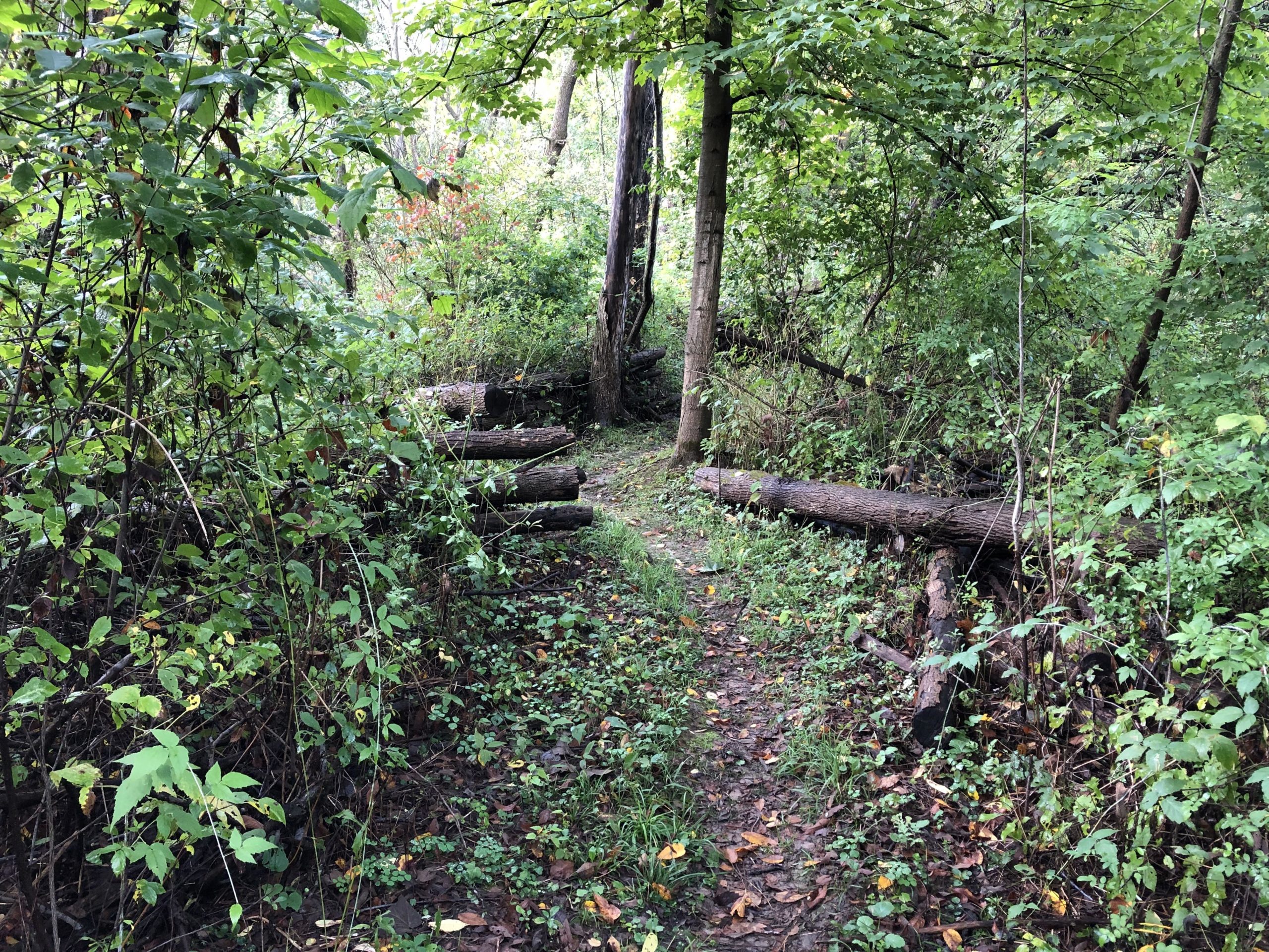 A narrow dirt path winds through a lush, green forest. The trail is flanked by dense vegetation, including bushes and small trees. Several fallen logs are positioned alongside the path, partially covered in leaves and surrounded by undergrowth. Sunlight filters through the canopy, creating a serene, natural atmosphere. Columbus County Park mountain bike trail.
