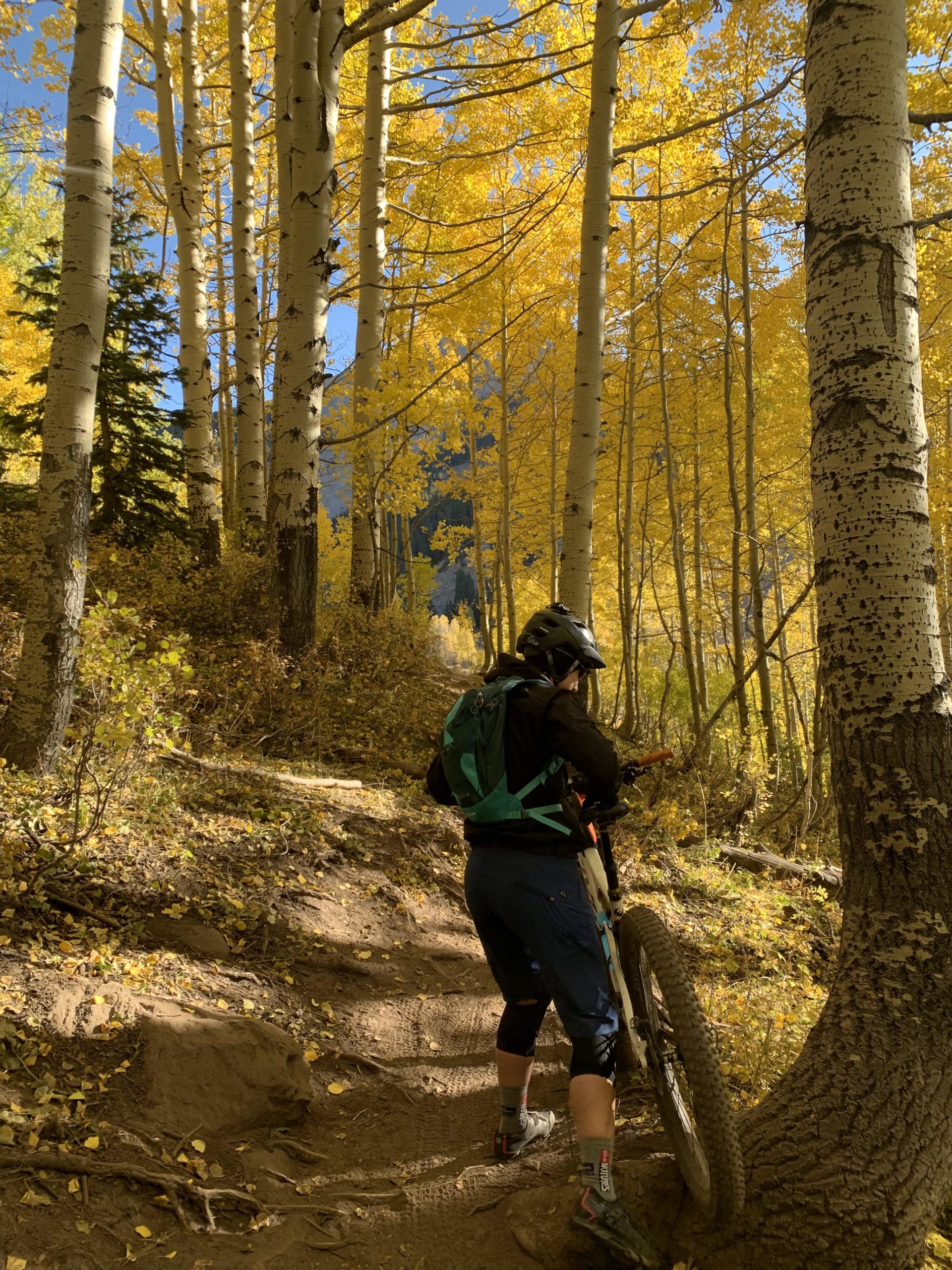 A mountain biker pushing their bike up a dirt trail surrounded by tall, yellow-leaved trees in a vibrant autumn forest. The scene captures the beauty of nature with sunlight filtering through the foliage, creating a picturesque outdoor atmosphere. Burro Pass mountain bike trail.