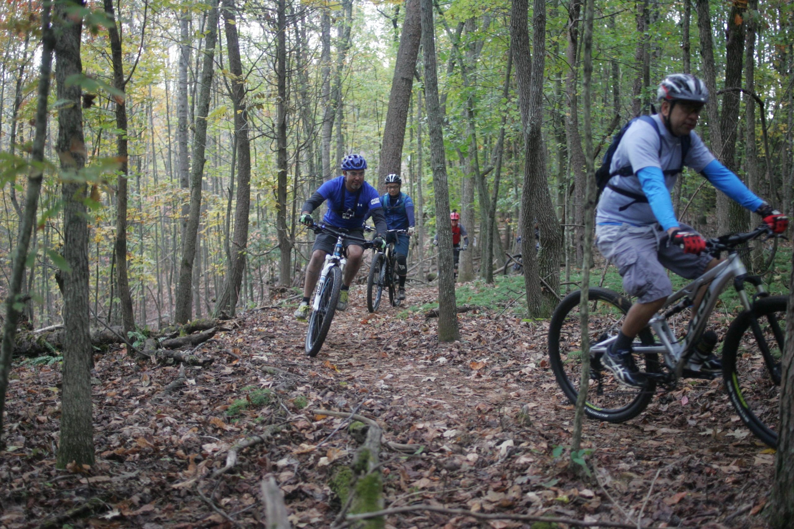 Three mountain bikers ride along a narrow trail in a wooded area, surrounded by trees and autumn foliage. The bikers, wearing helmets and cycling gear, navigate through fallen leaves and natural terrain. One rider is leaning into a turn while the others follow on the path, showcasing an active outdoor recreational scene. Mountain Laurel Trails mountain bike trail.
