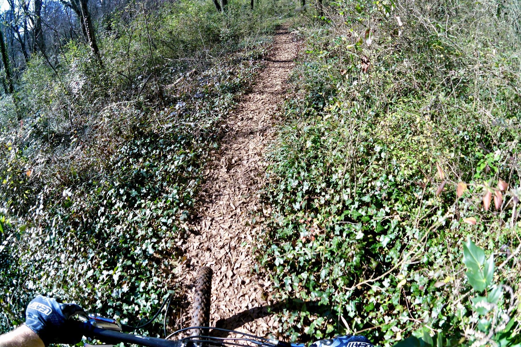 A view of a dirt bike trail surrounded by dense vegetation and foliage, with a close-up of a bicycle
