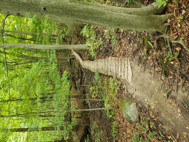A narrow wooden path winding through a lush green forest, surrounded by tall trees and scattered leaves on the ground. The trail leads into the dense woods, inviting exploration of the natural surroundings. Merrell Trail mountain bike trail.