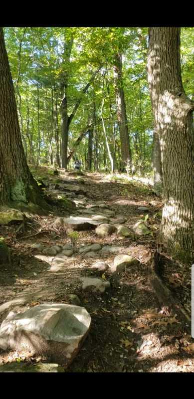 A rocky hiking trail winding through a forest, surrounded by tall trees with green leaves, partially lit by sunlight. Luton Park Trail mountain bike trail.