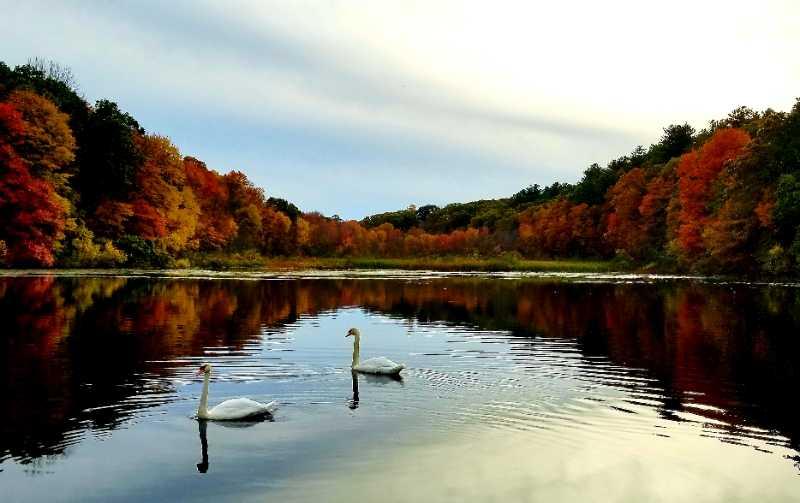 Two swans glide gracefully across a calm lake surrounded by vibrant autumn foliage. The trees in the background display a mix of orange, red, and green leaves, reflecting beautifully on the water's surface. The sky is mostly clear with soft clouds, creating a serene and picturesque landscape. F. Gilbert Hills State Park mountain bike trail.