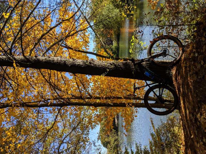 A scenic autumn landscape featuring a bicycle leaning against a tree. The tree is adorned with vibrant yellow leaves, and a tranquil body of water is visible in the background, reflecting the clear blue sky and surrounding foliage. Findley State Park mountain bike trail.