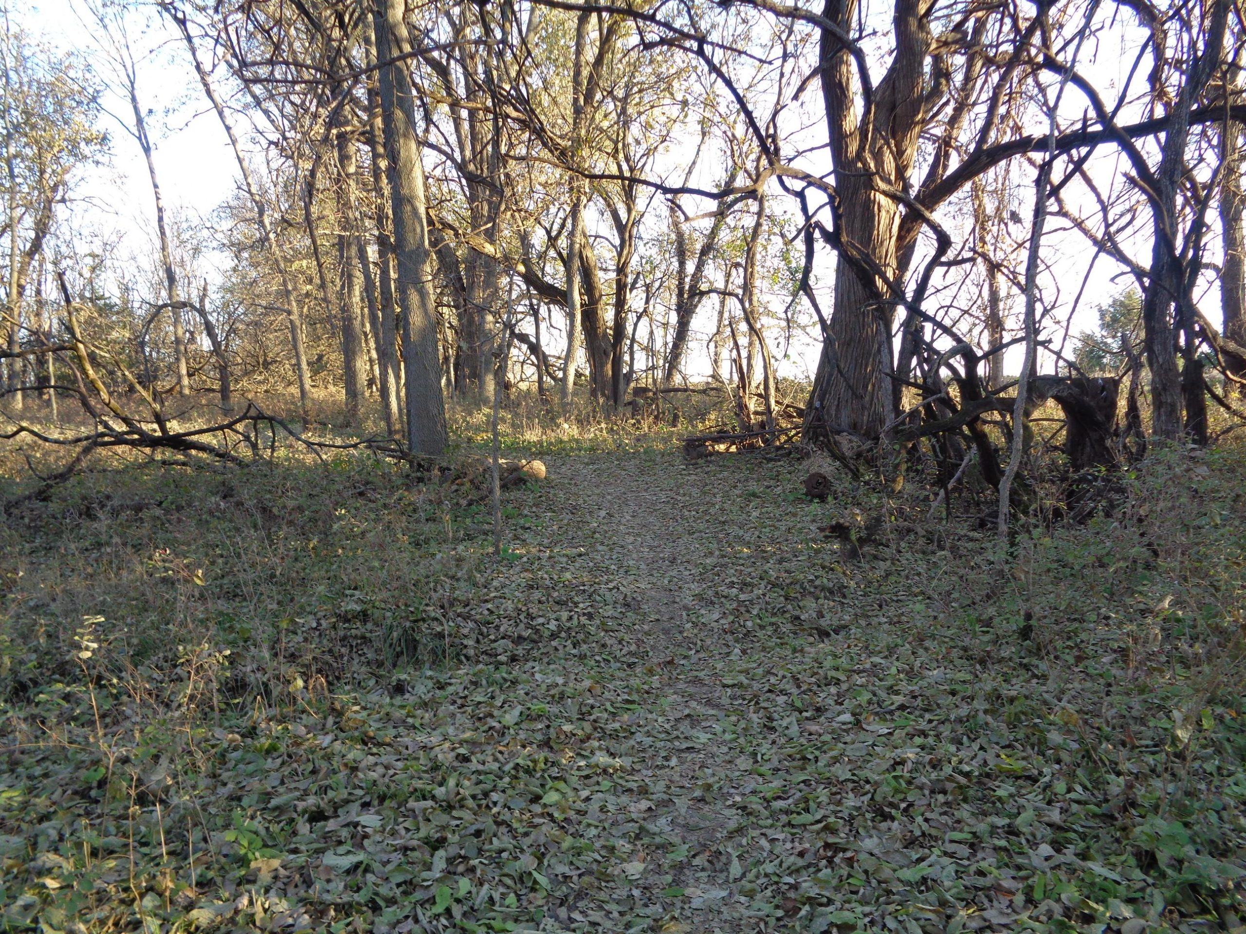 A narrow dirt path winding through a forest with fallen leaves and trees in various stages of leaf loss, illuminated by soft sunlight. Big Bull Creek mountain bike trail.