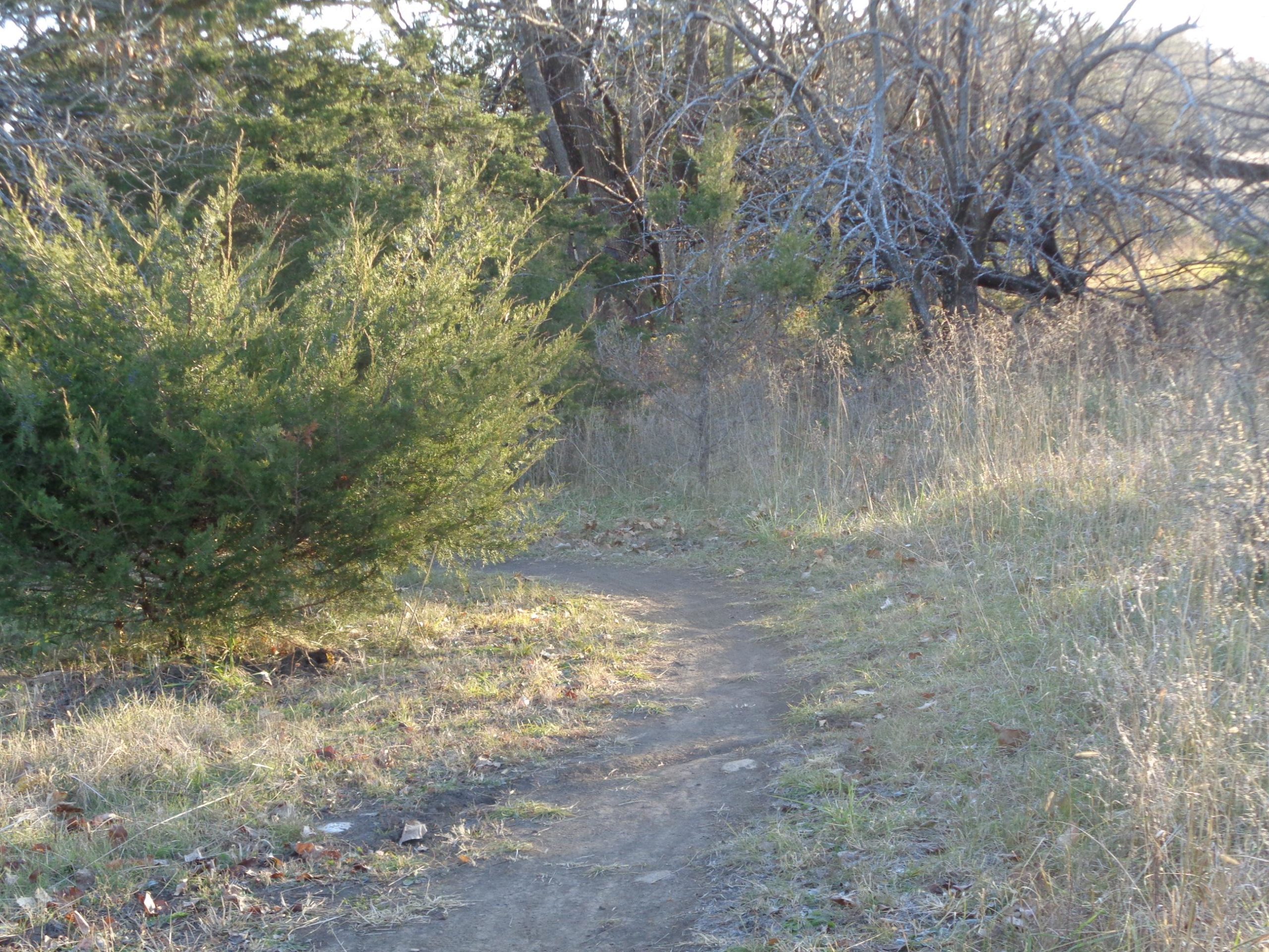 A narrow dirt path winding through a natural setting, surrounded by green shrubbery and sparse grass. The scene includes trees in the background, with some branches appearing bare. The lighting suggests early morning or late afternoon. Big Bull Creek mountain bike trail.