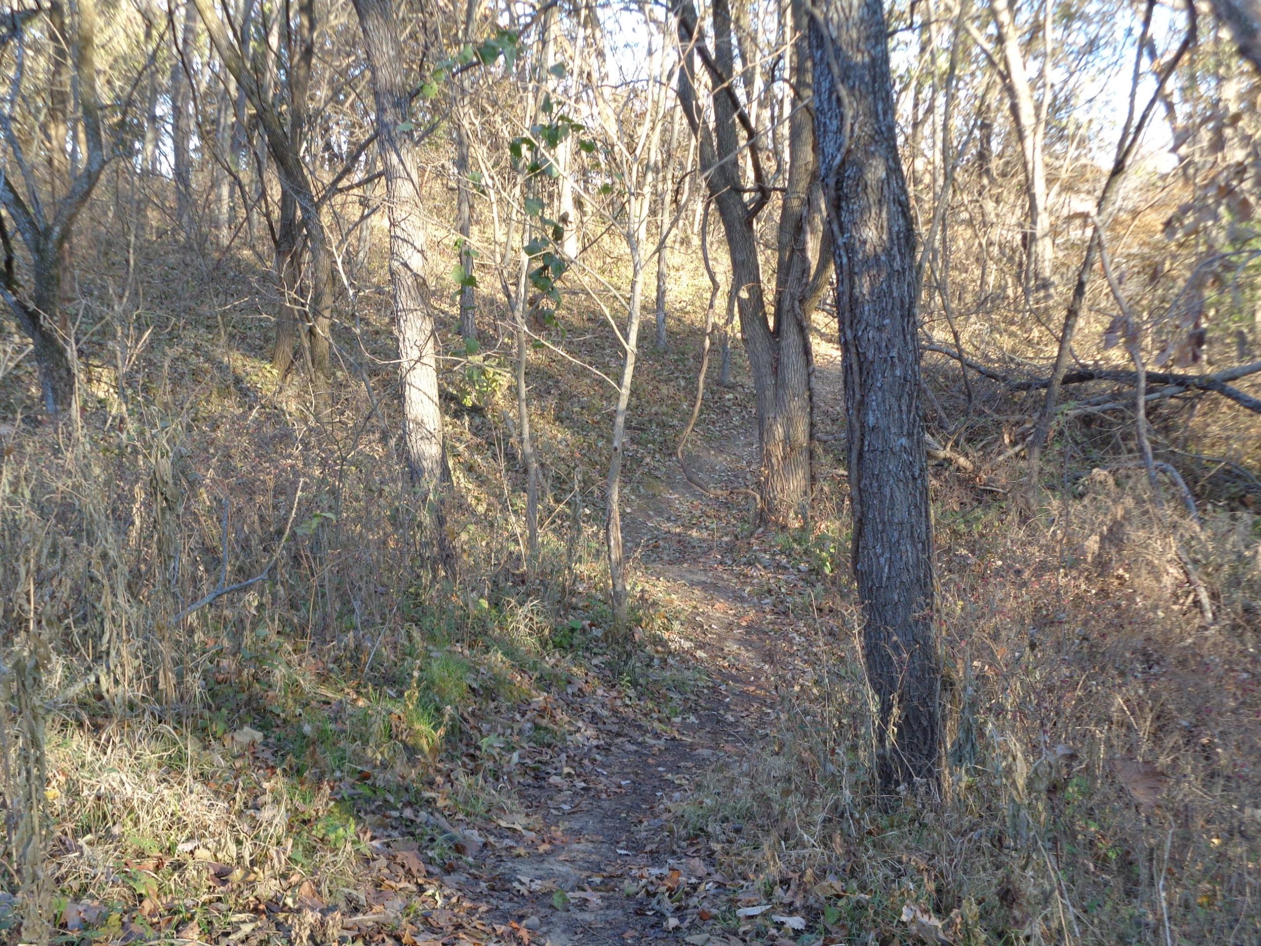 A narrow dirt path winding through a wooded area with sparse trees and fallen leaves on the ground. The scene is bathed in soft sunlight, casting gentle shadows among the foliage. Big Bull Creek mountain bike trail.