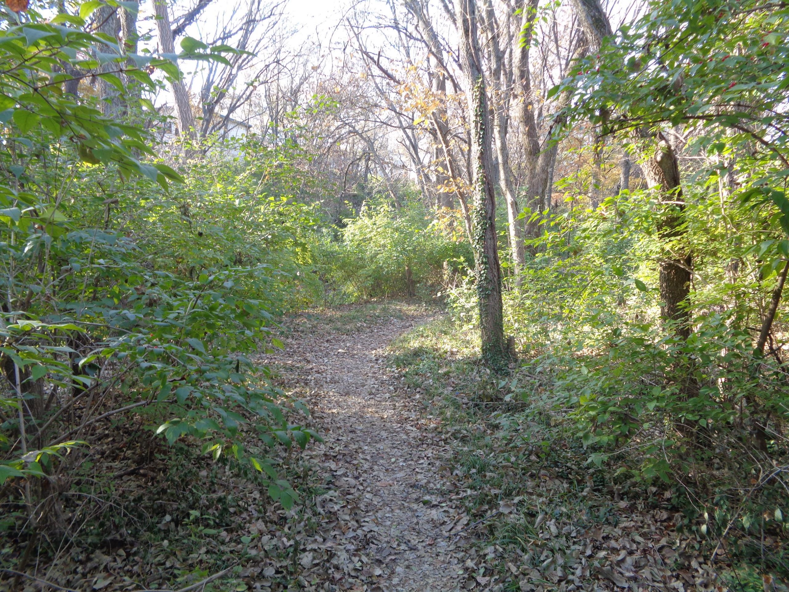 A narrow dirt path winding through a wooded area, surrounded by green foliage and trees with sparse leaves. The ground is covered with fallen leaves, indicating an autumn setting with soft sunlight filtering through the trees. Shangai Single Track Trail mountain bike trail.