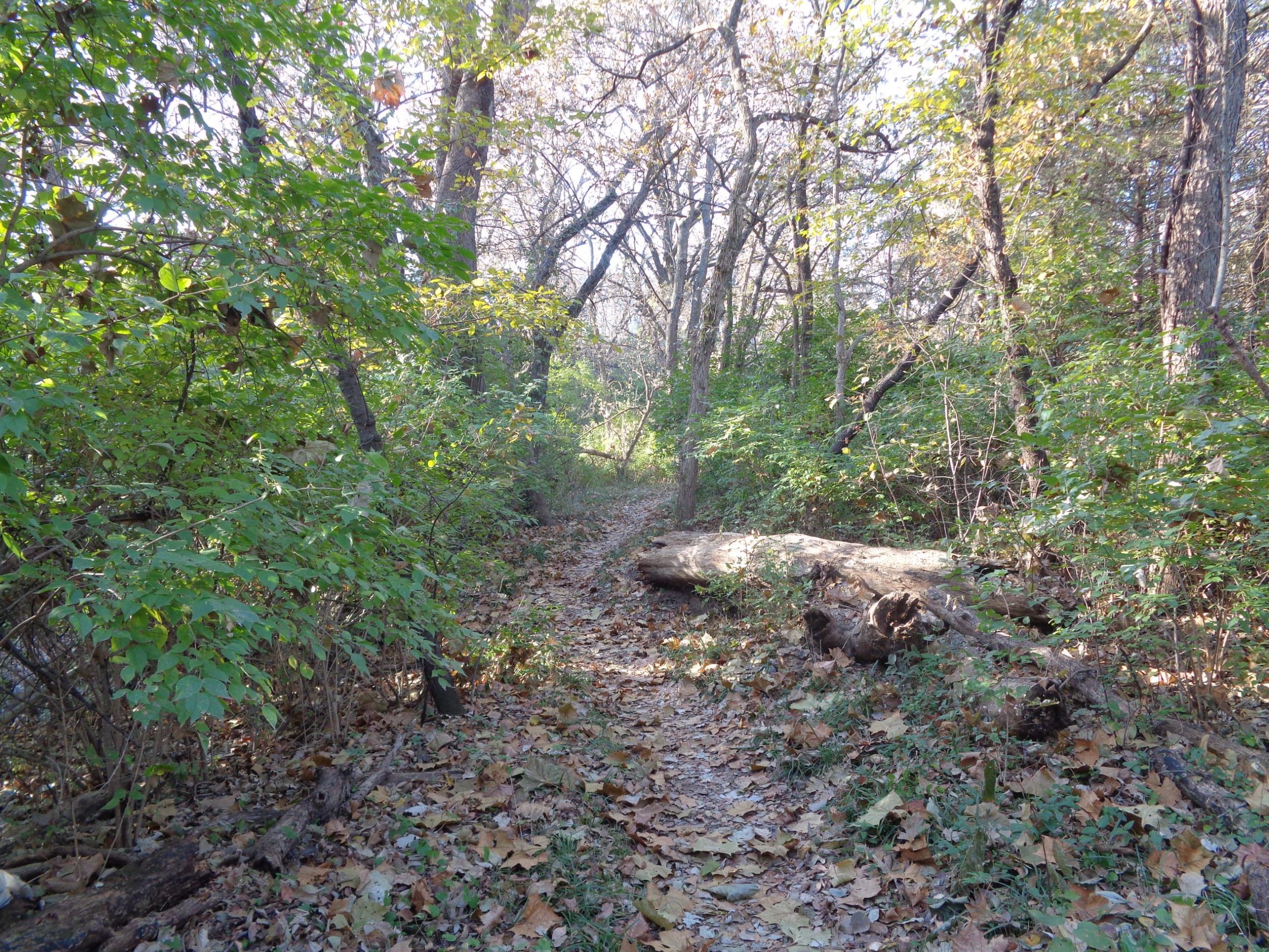 A peaceful forest path surrounded by lush green foliage and scattered fallen leaves, leading deeper into the woods. Sunlight filters through the trees, illuminating the way and creating a serene atmosphere. A fallen log is visible along the trail, adding to the natural scenery. Shangai Single Track Trail mountain bike trail.