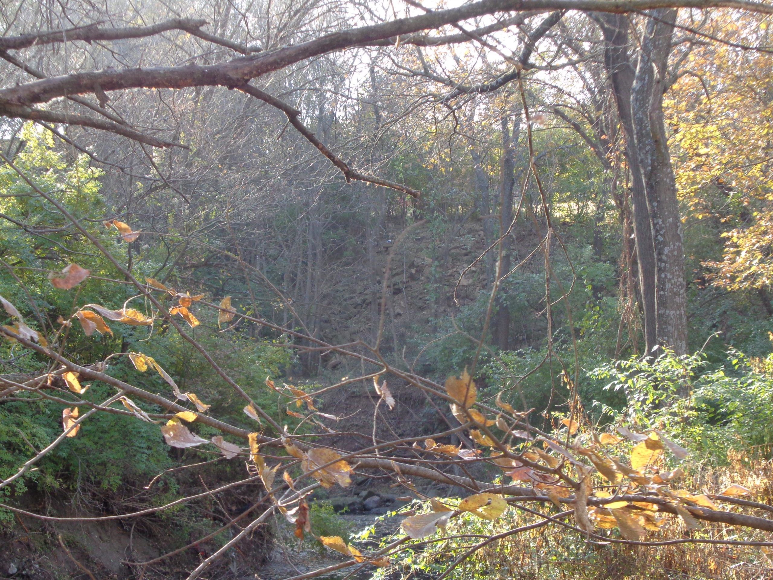 A peaceful wooded scene with sparse branches and dried leaves in the foreground, contrasting against lush green foliage and a rocky background. The sunlight gently filters through the trees, creating a serene and tranquil atmosphere typical of autumn. Shangai Single Track Trail mountain bike trail.
