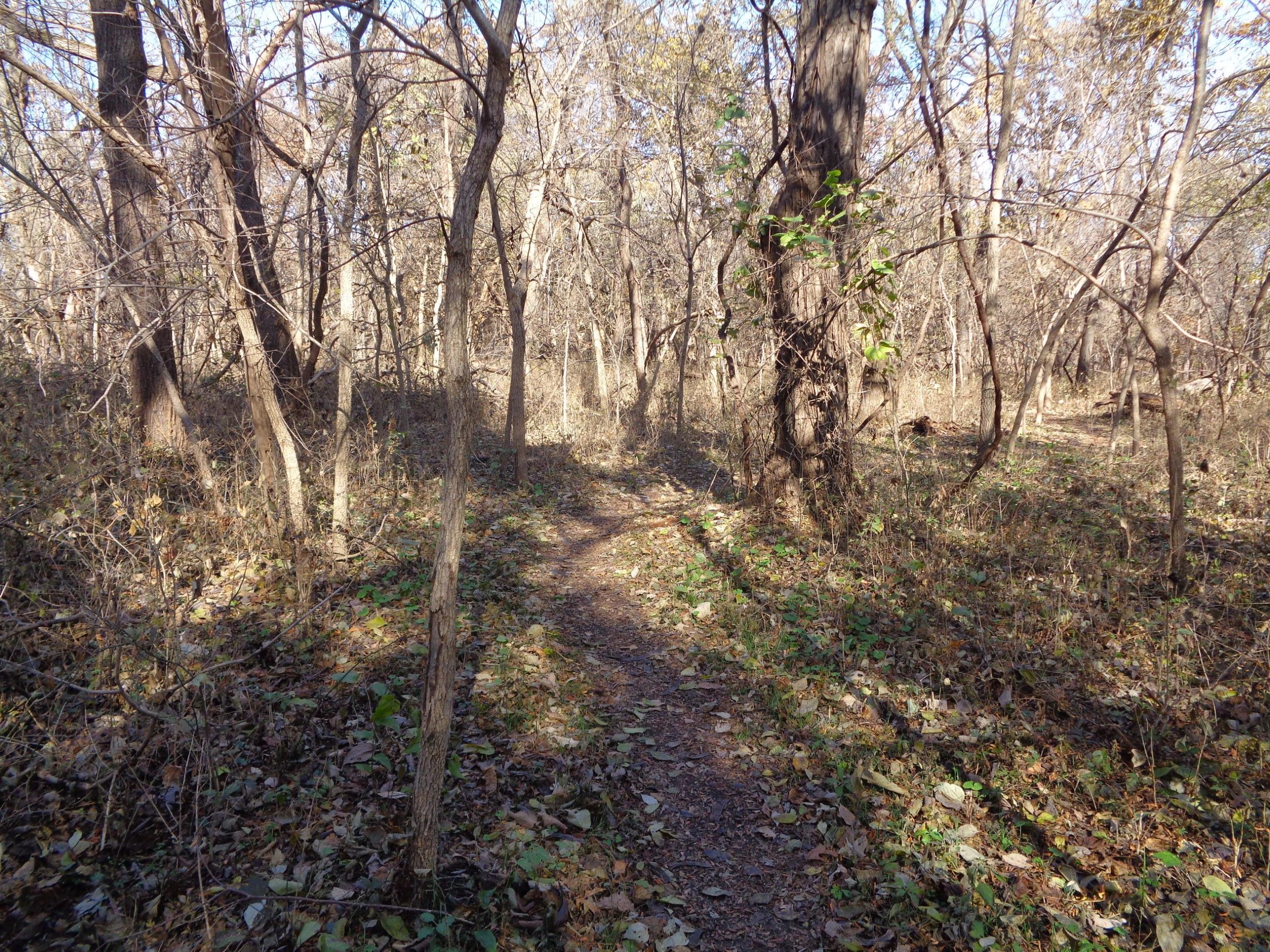 A narrow dirt path winding through a tranquil, wooded area with sparse trees and fallen leaves on the ground, illuminated by soft sunlight filtering through the branches. Emerald Loop mountain bike trail.