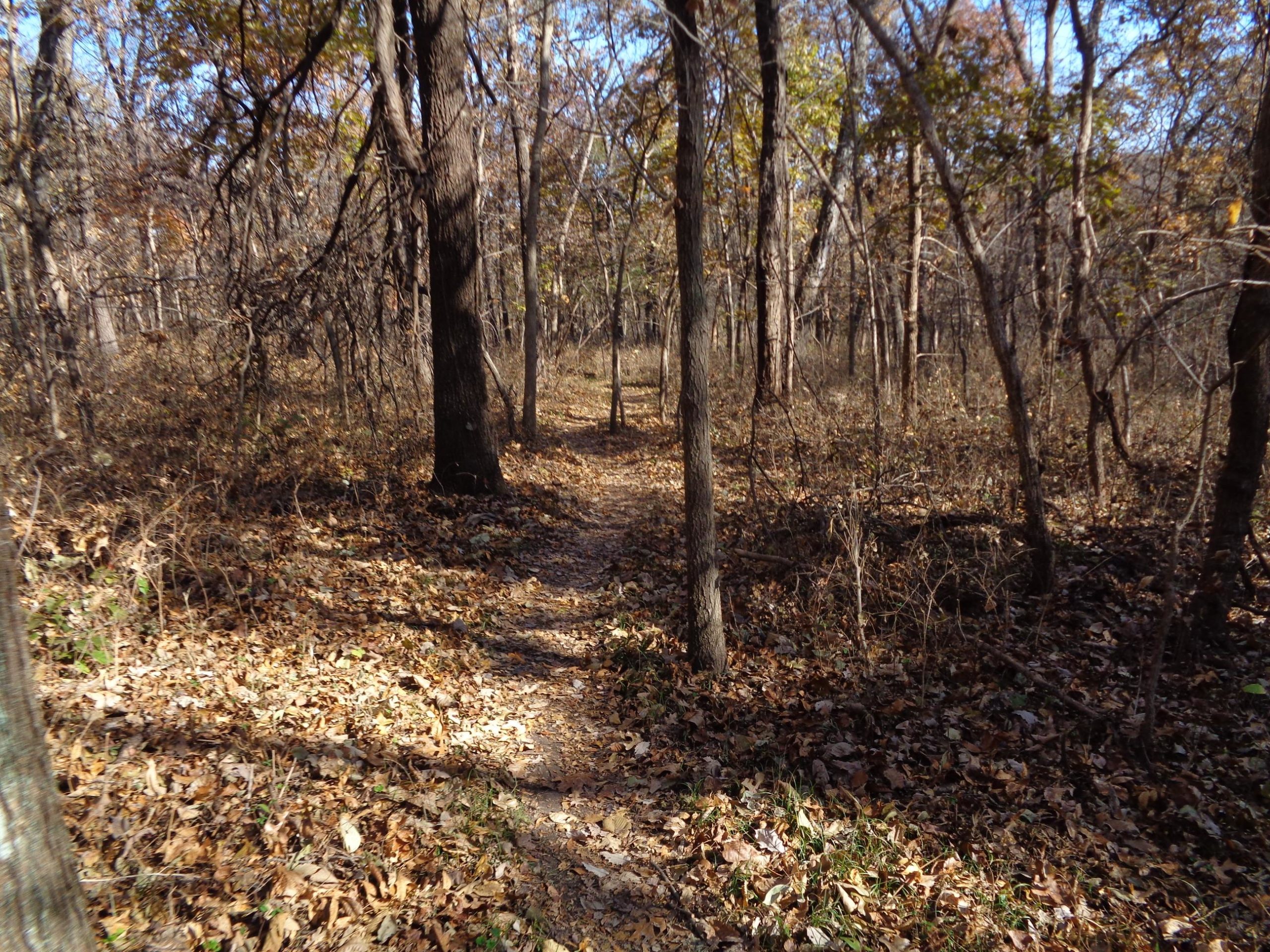 A narrow dirt path winding through a wooded area with tall trees and fallen leaves on the ground, surrounded by dry underbrush and branches under a clear blue sky. Emerald Loop mountain bike trail.