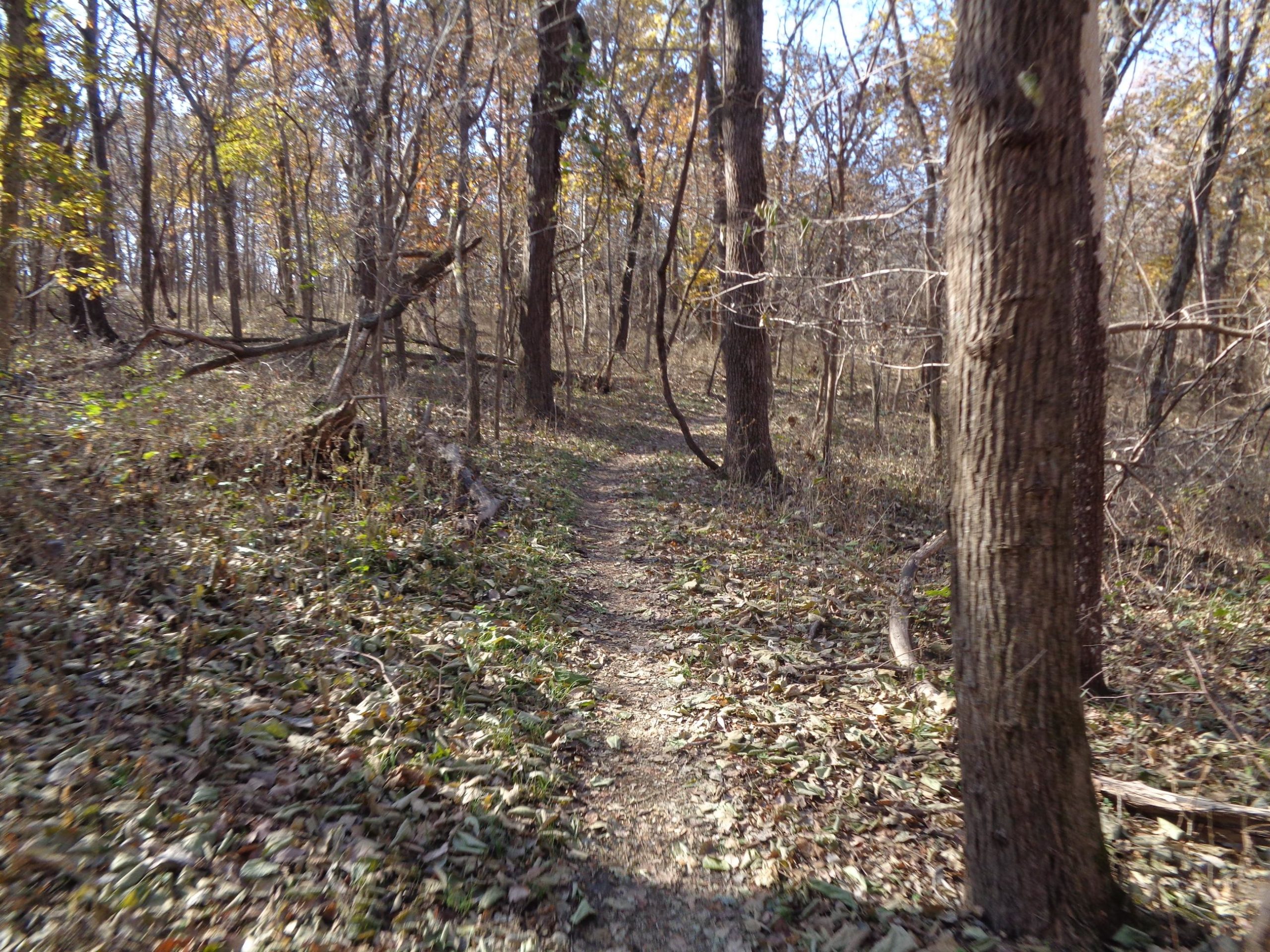 A narrow dirt path winding through a forest with bare trees and fallen leaves on the ground, indicating late autumn. Sunlight filters through the branches, casting soft shadows along the trail. Emerald Loop mountain bike trail.