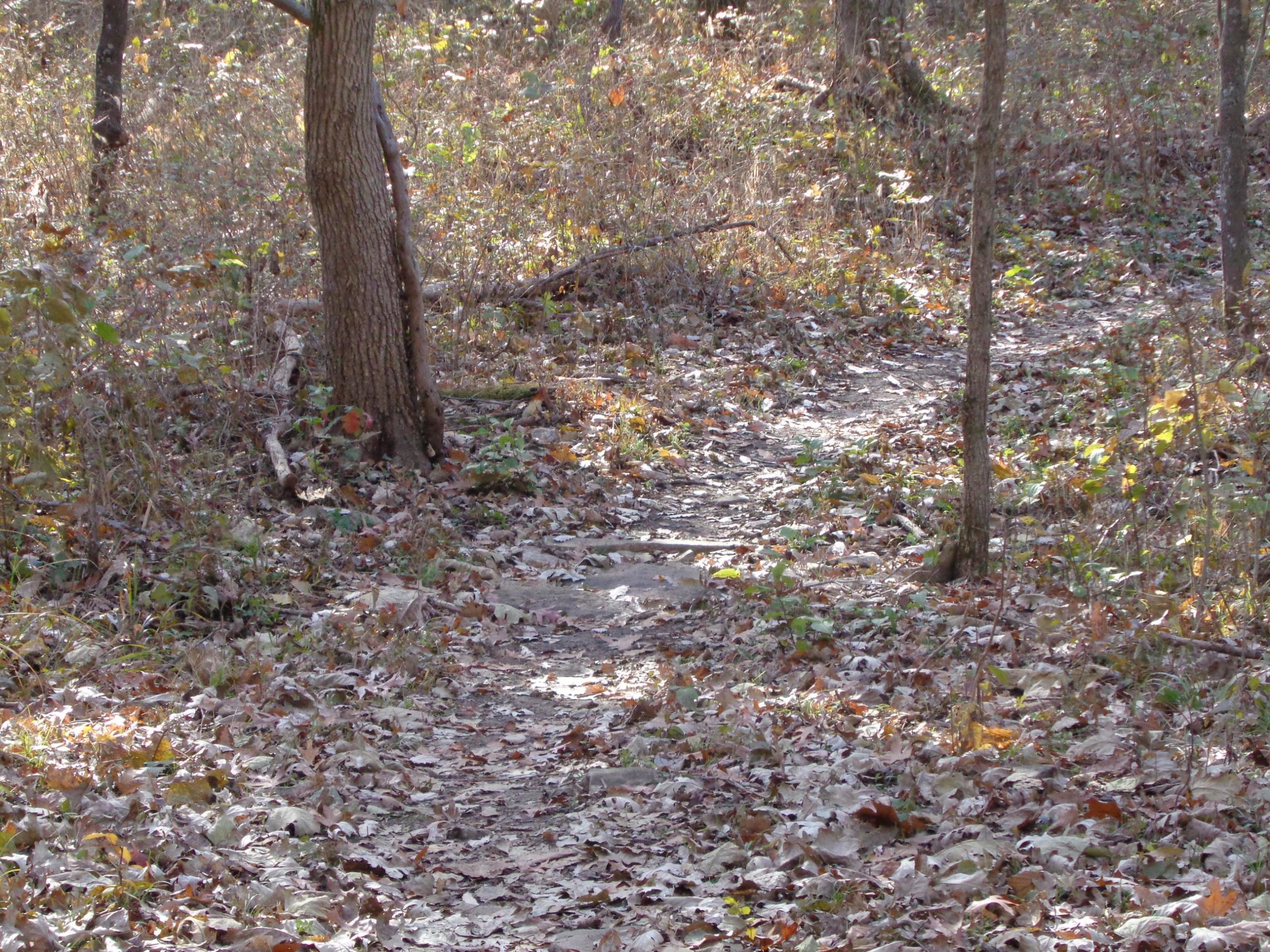 A narrow, winding dirt path through a wooded area, surrounded by fallen leaves and trees. The ground is partially covered in dry leaves, creating a natural, serene atmosphere. Emerald Loop mountain bike trail.