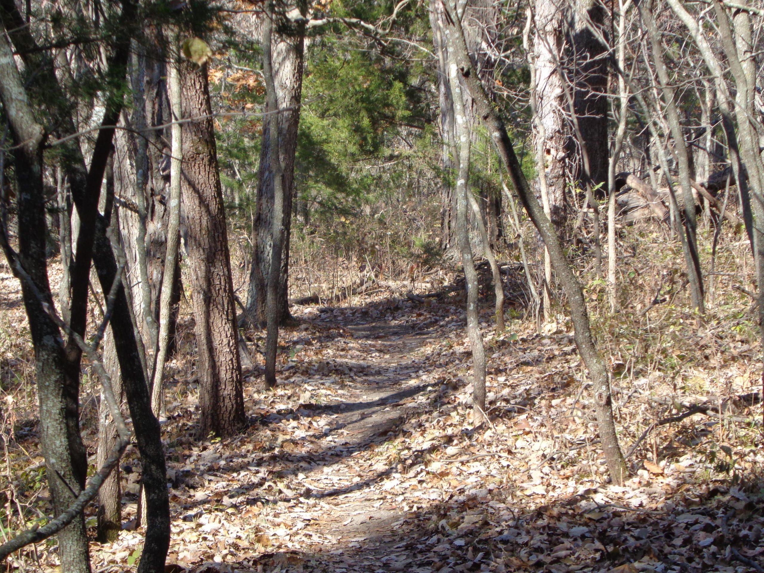 A narrow dirt trail winds through a wooded area, surrounded by tall trees and scattered leaves on the ground. The sunlight filters through the branches, creating a serene and natural atmosphere. Emerald Loop mountain bike trail.
