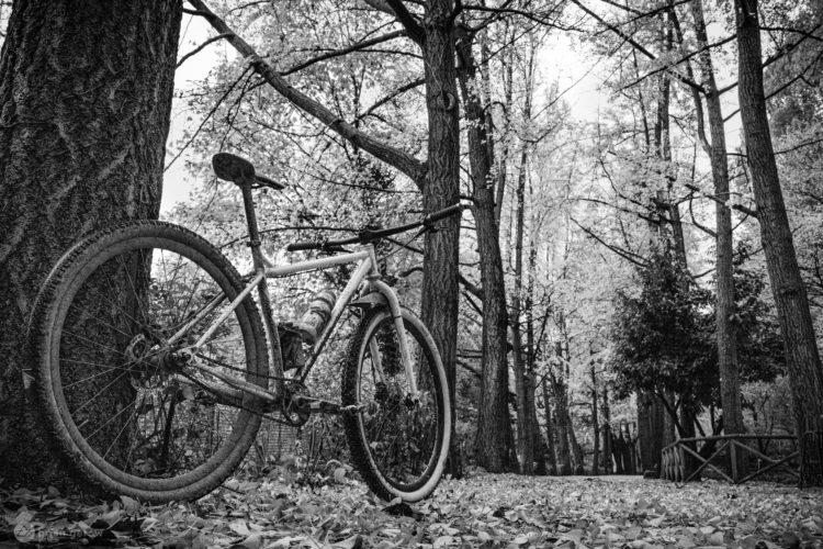 A black and white photograph of a mountain bike resting against a tree in a wooded area, surrounded by fallen leaves. Tall trees with sparse foliage loom in the background, creating a serene atmosphere. The bike appears muddy, suggesting recent use on a rugged trail.