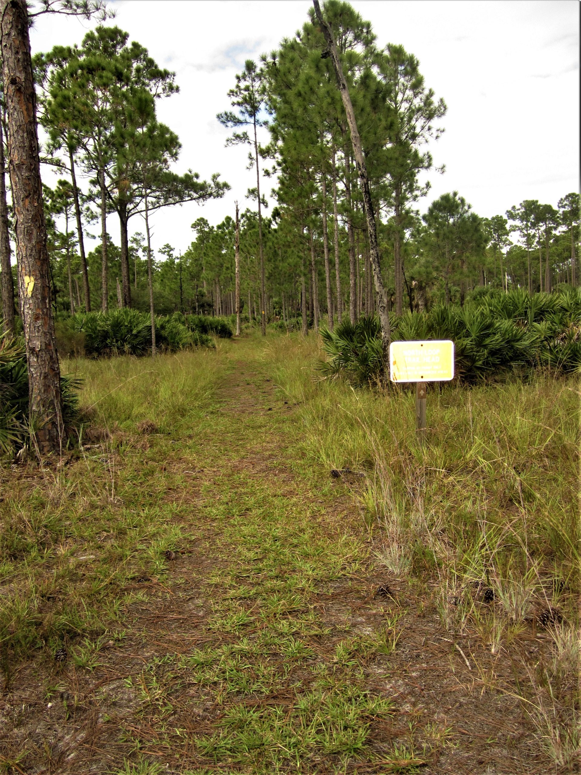 A dirt path leading through a pine forest, flanked by tall grass and palm-like plants on either side. In the foreground, a sign is partially visible, indicating trail information. The sky is slightly overcast, and the atmosphere appears calm and natural. Lake Kissimmee State Park mountain bike trail.