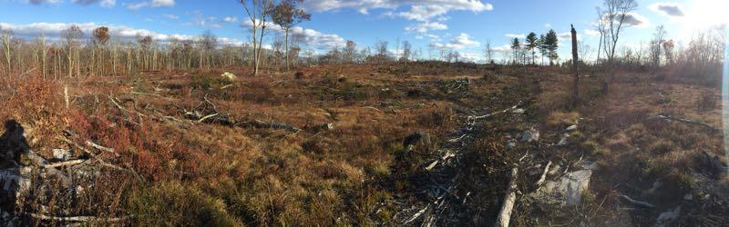 A panoramic view of a cleared landscape with scattered tree stumps and fallen branches, set against a backdrop of blue sky with clouds. The area shows signs of deforestation, with patches of dry grass and low-growing vegetation. Sparse trees are visible in the distance, contributing to the overall desolate appearance of the scene. Genesee Recreation Area mountain bike trail.