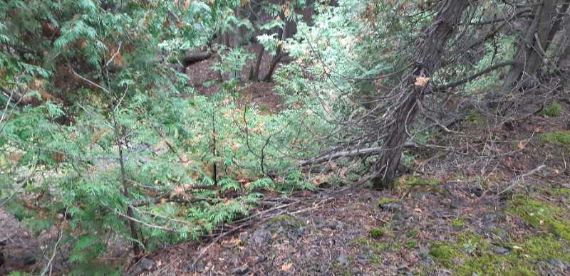 A dense forest scene featuring various green shrubs and trees, with fallen branches and earthy ground cover. Sunlight filters through the foliage, creating a serene, natural atmosphere. Stony Swamp Conservation Area Trails mountain bike trail.