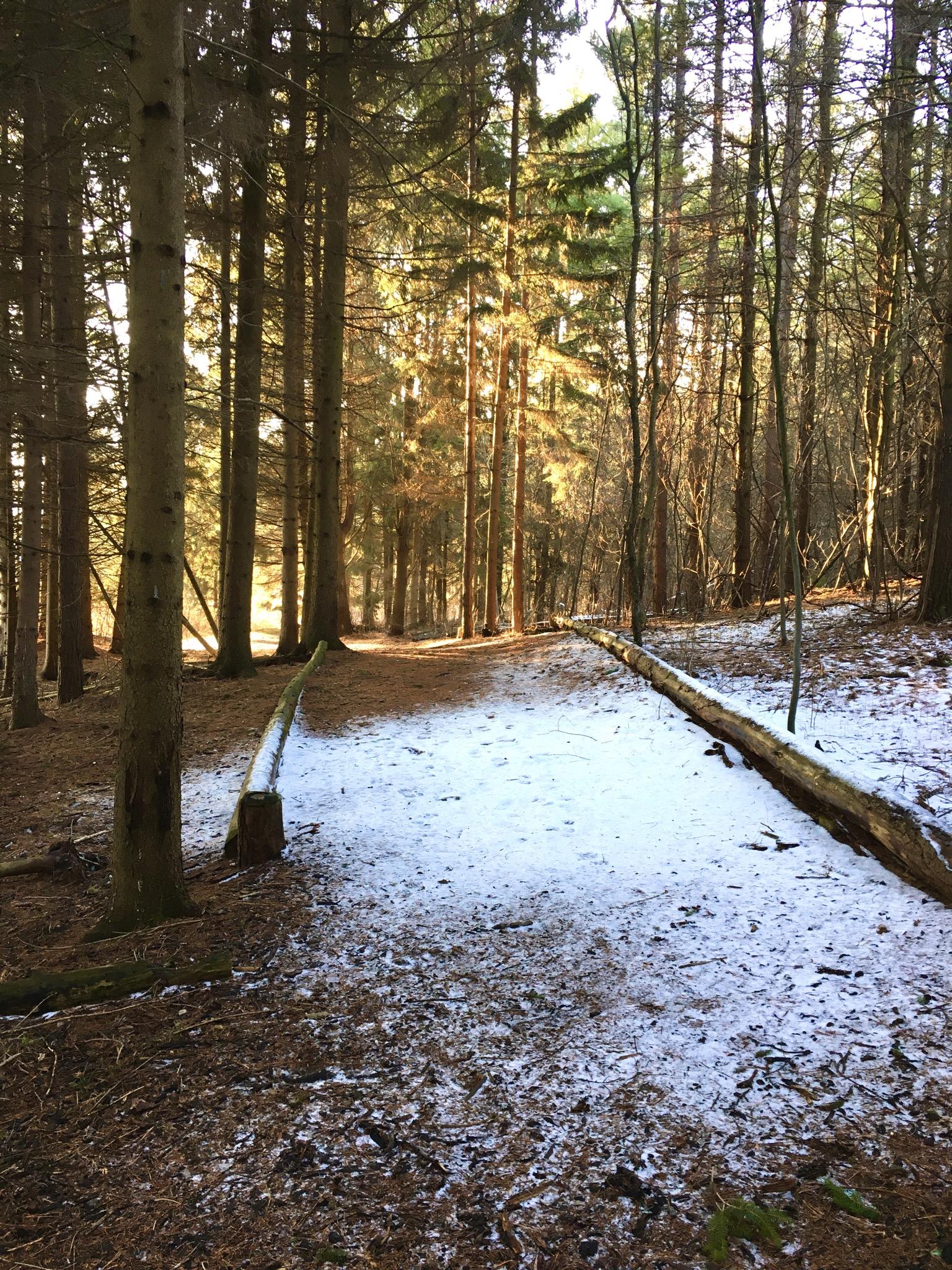 A wooded path in a forest, with sunlight filtering through tall trees. The ground is partially covered in snow, with patches of brown earth and scattered pine needles visible. Fallen logs line the side of the path, creating a natural boundary amidst the tranquil scenery. Sudden Forest mountain bike trail.