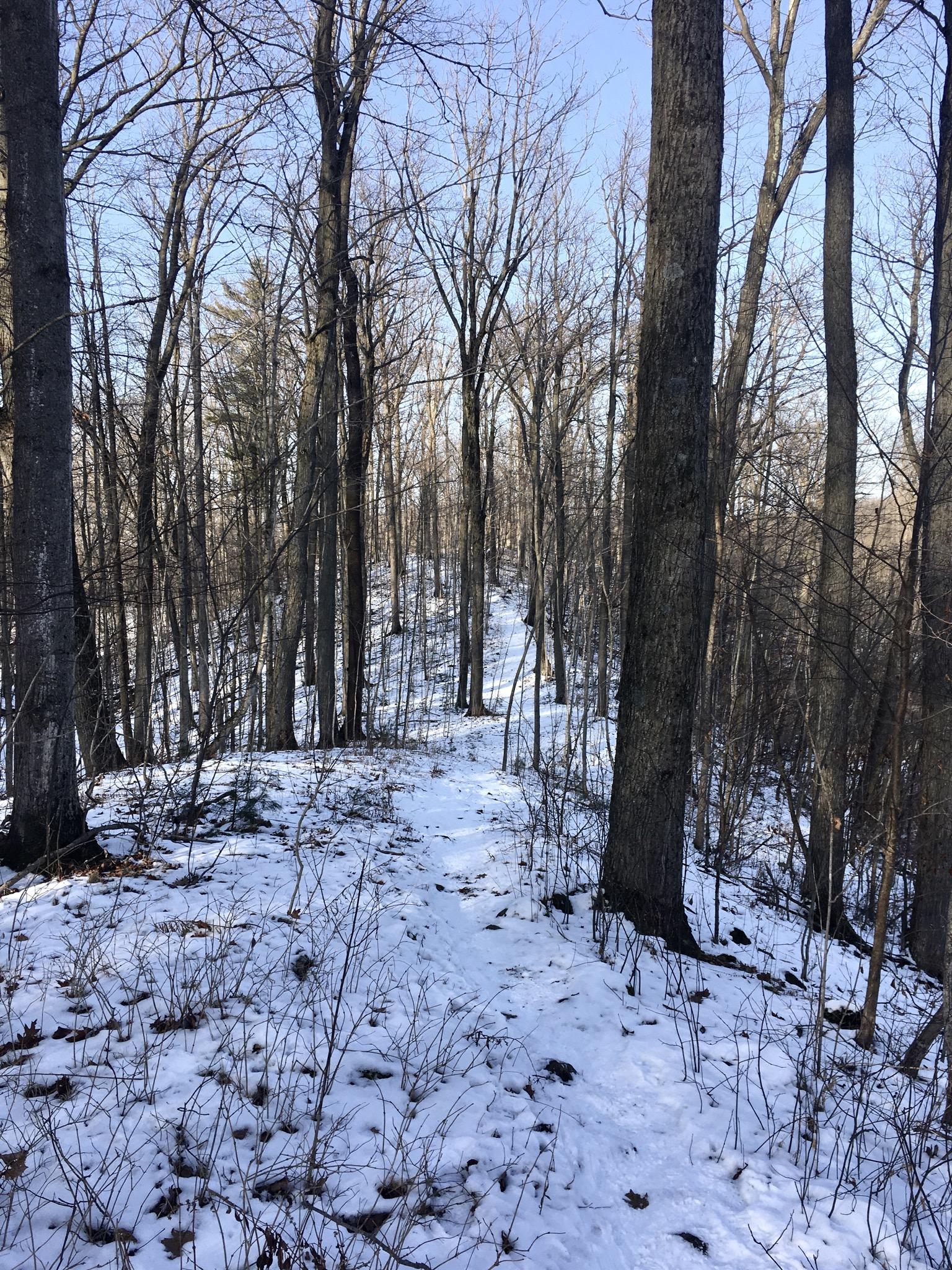 A snow-covered hiking path winding through a forest with leafless trees under a clear blue sky. The thin trail is surrounded by patches of snow and sparse underbrush, leading up a gentle slope in the background. Sudden Forest mountain bike trail.
