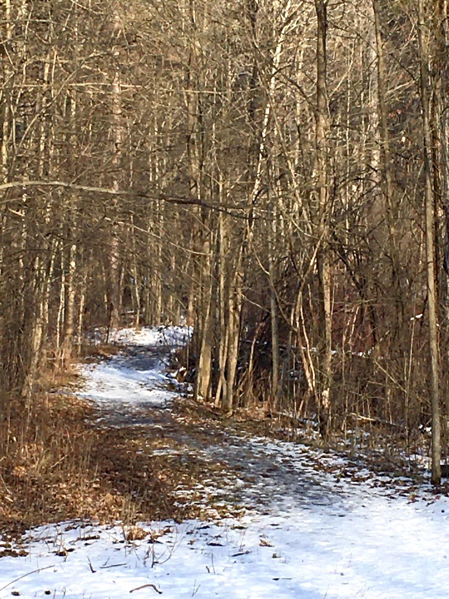 A winding dirt path through a forest, bordered by bare trees. The path is partially covered in snow, with patches of brown leaves visible alongside. Sunlight filters through the trees, illuminating the tranquil scene. Sudden Forest mountain bike trail.