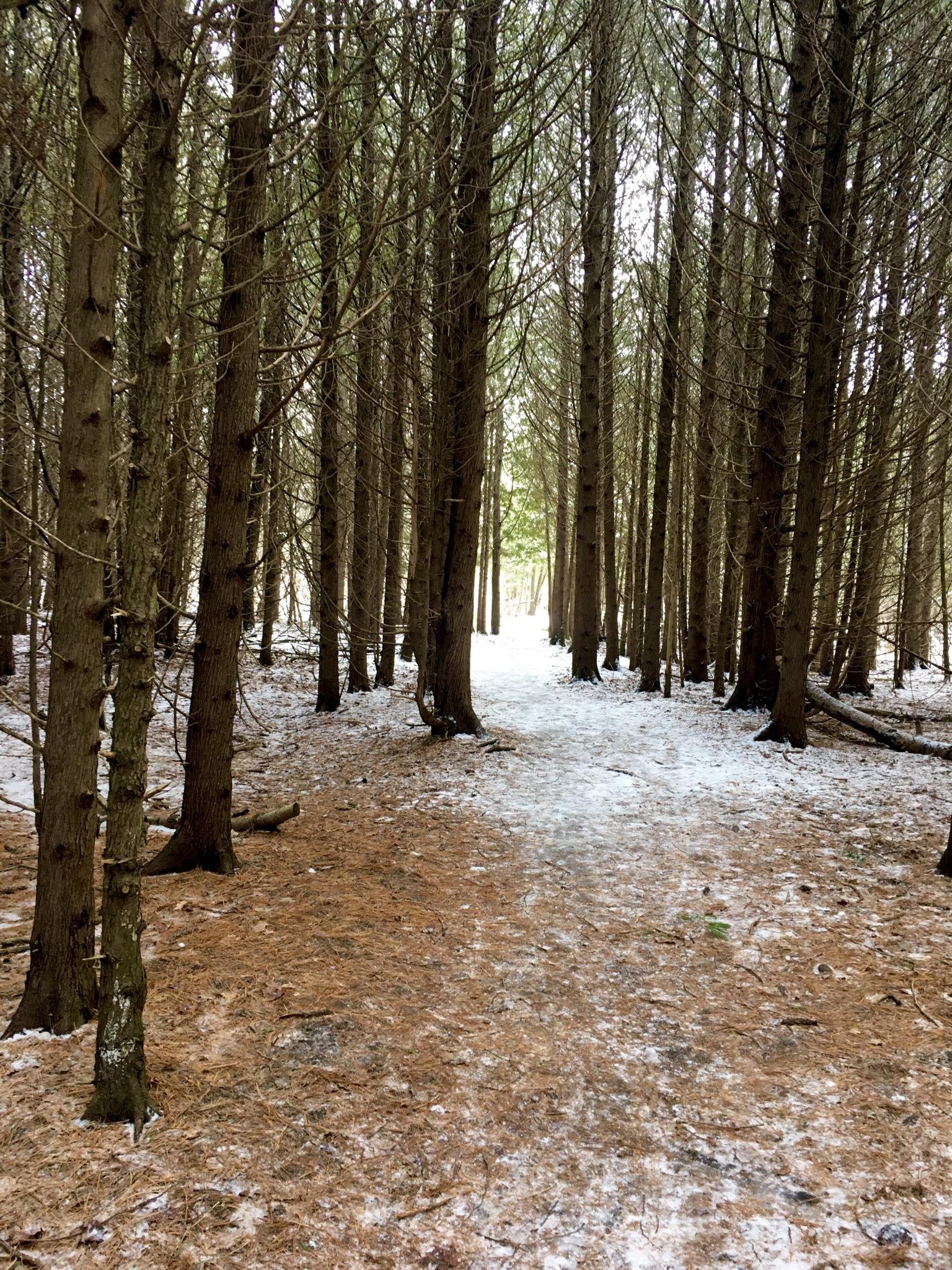 Alt text: A narrow path winding through a dense forest of tall trees, with patches of snow and fallen pine needles on the ground, leading to a lighter area in the distance. Hanlon Creek mountain bike trail.