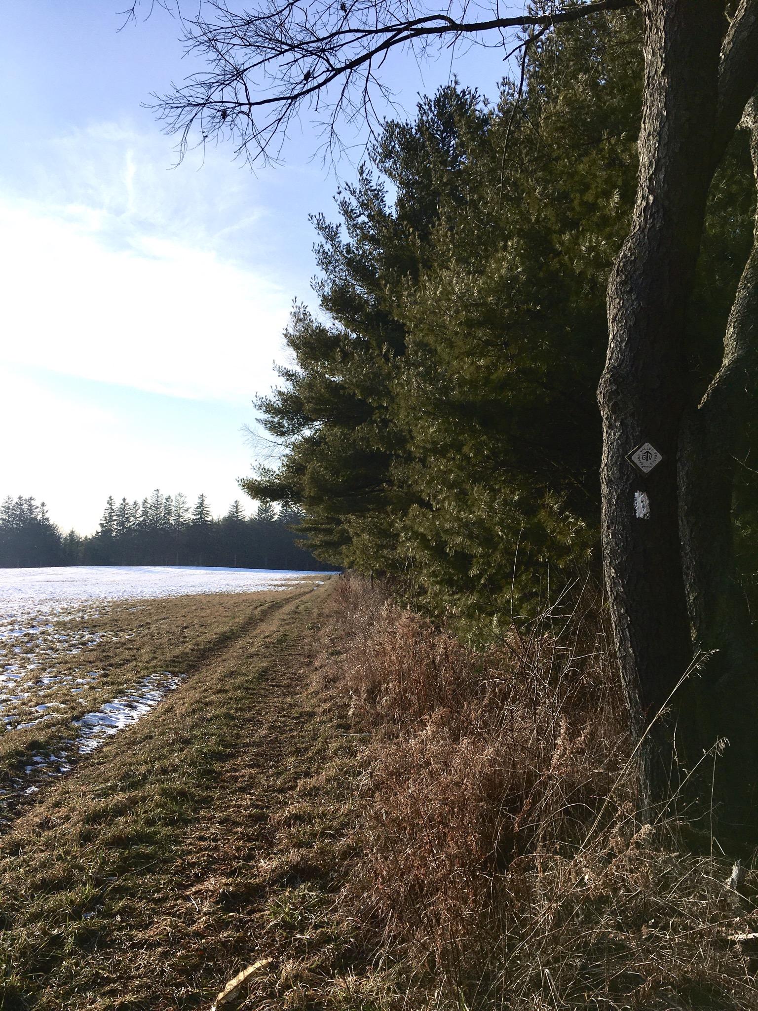 A narrow dirt path runs alongside a dense row of evergreen trees on the left, while open grassy land stretches out to the right, partially covered in patches of snow. The sky is clear with light blue and wispy clouds, creating a tranquil outdoor scene in a natural setting. Sudden Forest mountain bike trail.