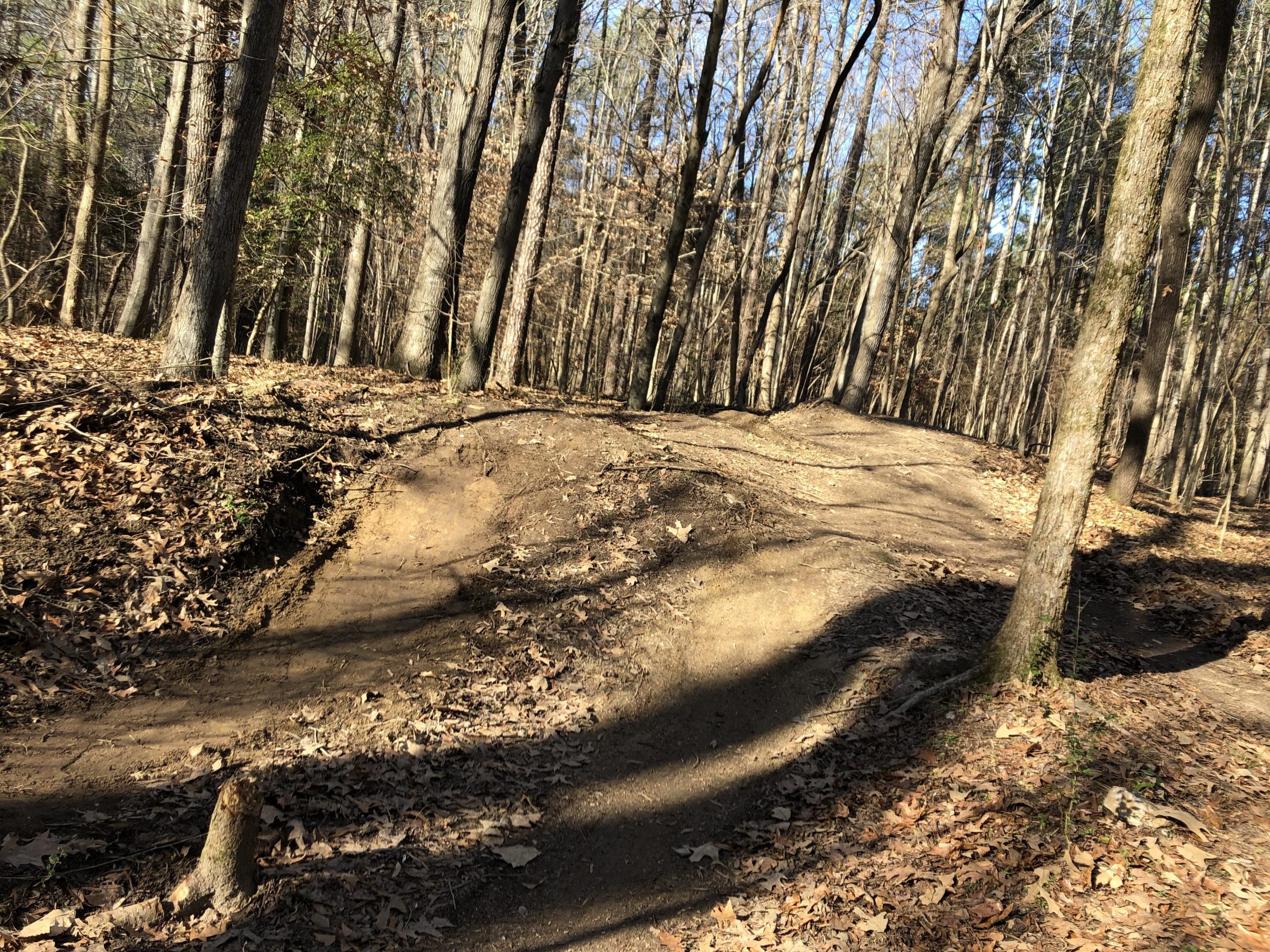 A dirt trail winding through a wooded area, covered with fallen leaves, featuring slight elevations and dips in the terrain. Tall trees with sparse foliage line the path, under a clear blue sky. The sunlight casts shadows across the trail, highlighting the natural landscape. Shady 80 mountain bike trail.