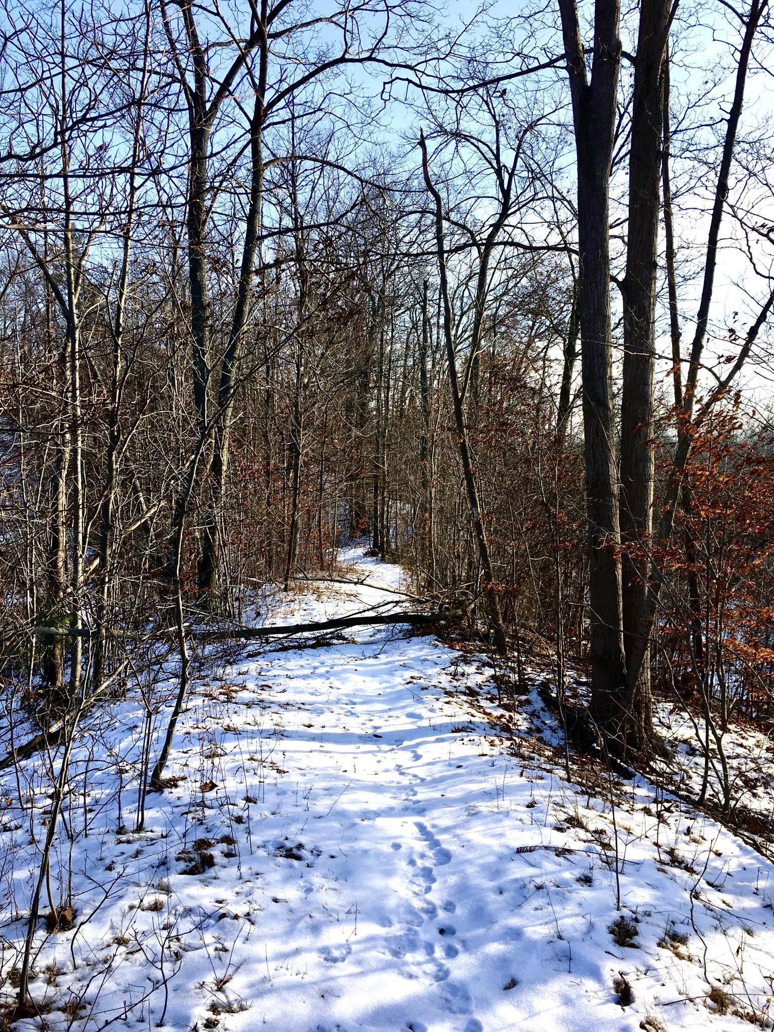A snow-covered forest trail winding through bare trees under a clear blue sky. Footprints are visible in the snow, leading along the path, which is flanked by scattered leaves and branches. Sudden Forest mountain bike trail.