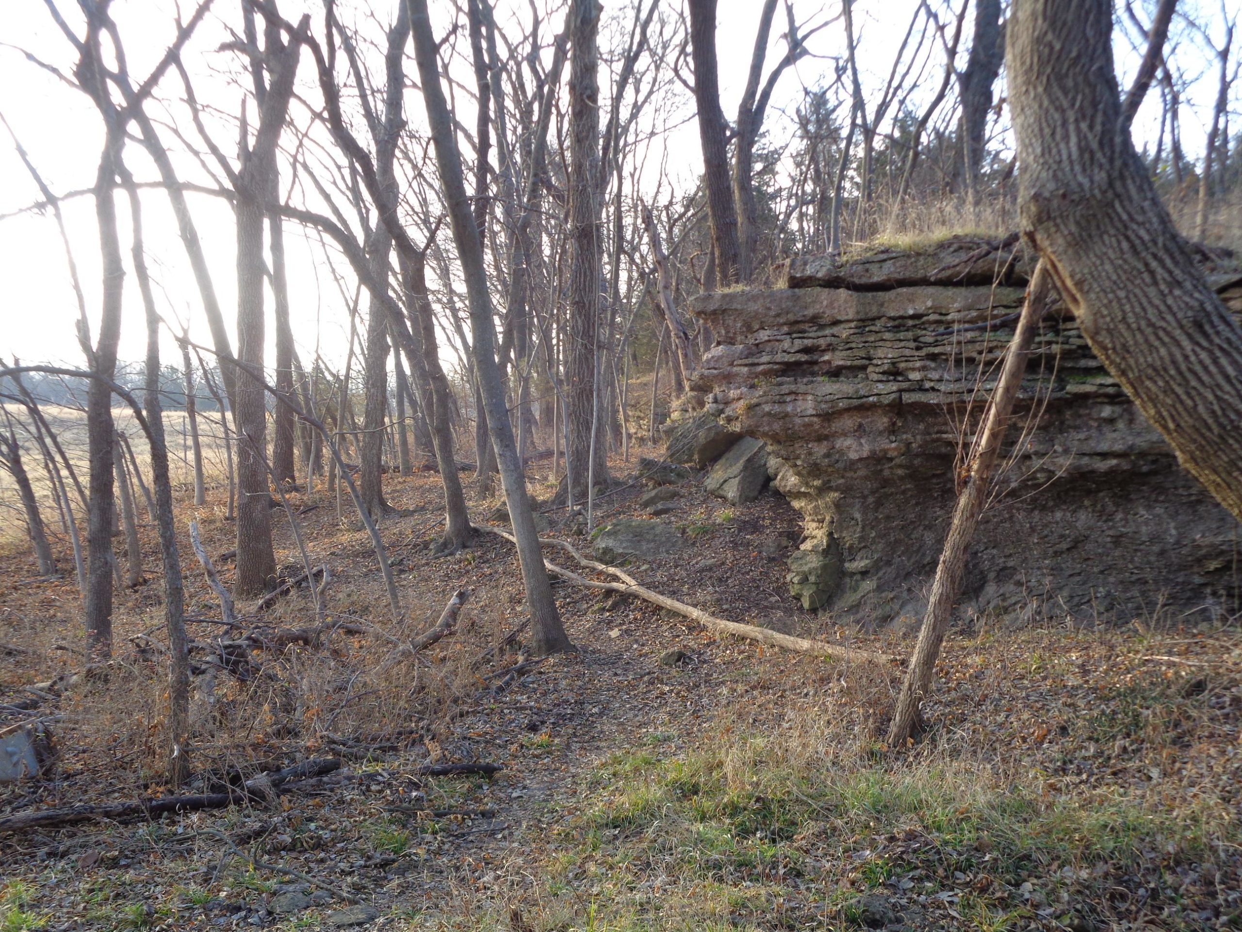 A serene wooded area featuring bare trees with a rocky ledge in the foreground and a grassy field in the background. The scene captures the natural textures of the earth, with fallen branches and leaves scattered on the ground, illuminated by soft, diffused light. Lehigh Portland Trails mountain bike trail.