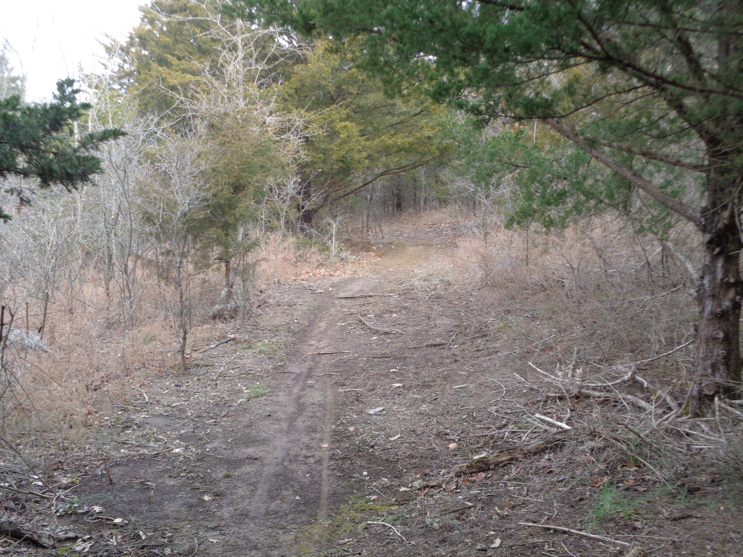 A narrow dirt path winding through a wooded area, surrounded by sparse trees and underbrush. The scene is peaceful and quiet, with a muted color palette of browns and greens, indicating a calm, natural environment. Perry Lake Bike Trail mountain bike trail.