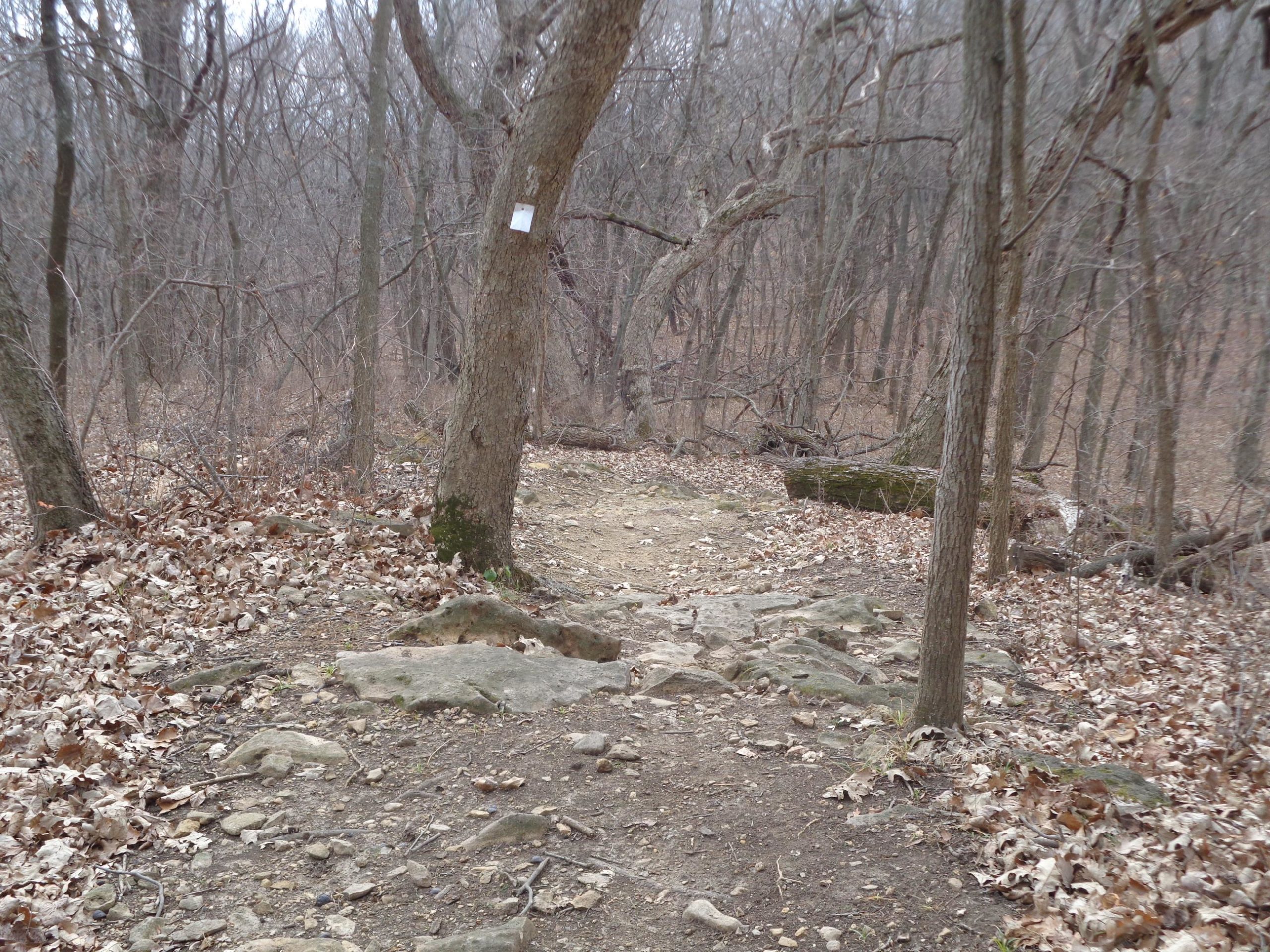 A winding dirt trail surrounded by bare trees and fallen leaves, with rocky ground underfoot. A blazed tree points the way along the path, leading deeper into the forest. The atmosphere is calm and slightly overcast, suggesting an early spring day. Perry Lake Bike Trail mountain bike trail.