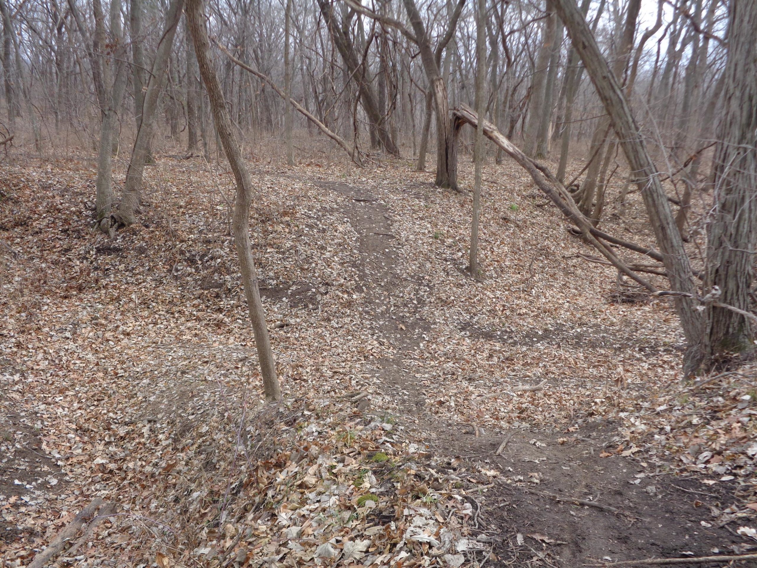 A view of a wooded area in early spring with bare trees and a path covered in fallen leaves. The path winds through the landscape, showing uneven terrain and some exposed soil, with scattered debris from the surrounding trees. Perry Lake Bike Trail mountain bike trail.