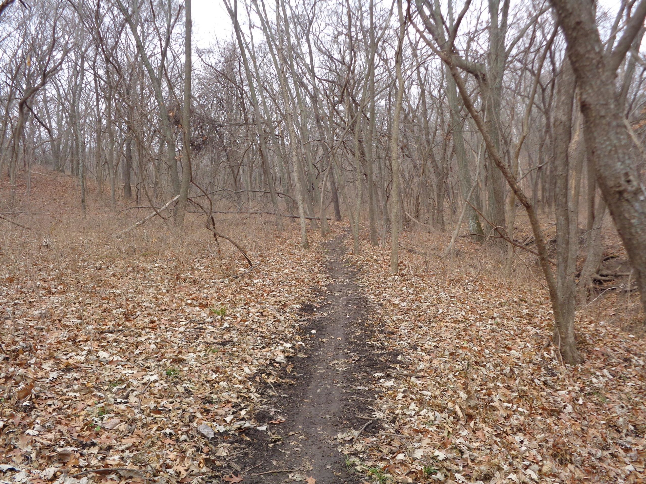 A narrow dirt path winding through a wooded area with bare trees and a carpet of fallen leaves, set against a gray sky. Perry Lake Bike Trail mountain bike trail.