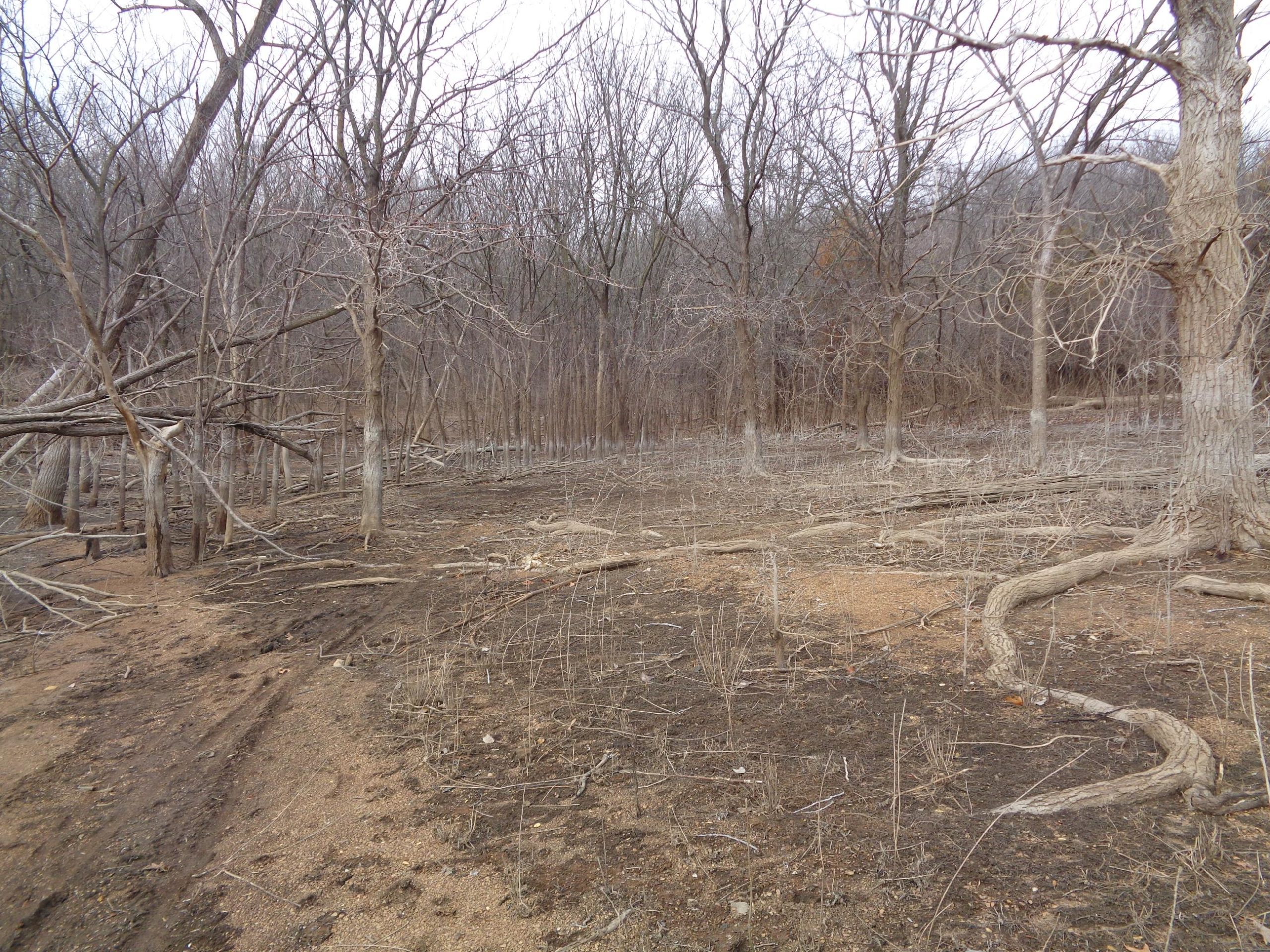 A desolate forest scene in late winter, featuring bare trees with twisted branches and scattered fallen logs on a sandy, bare ground. The landscape appears dry and lifeless, with few signs of underbrush or greenery. The atmosphere is stark and muted, reflecting the season's chill. Perry Lake Bike Trail mountain bike trail.