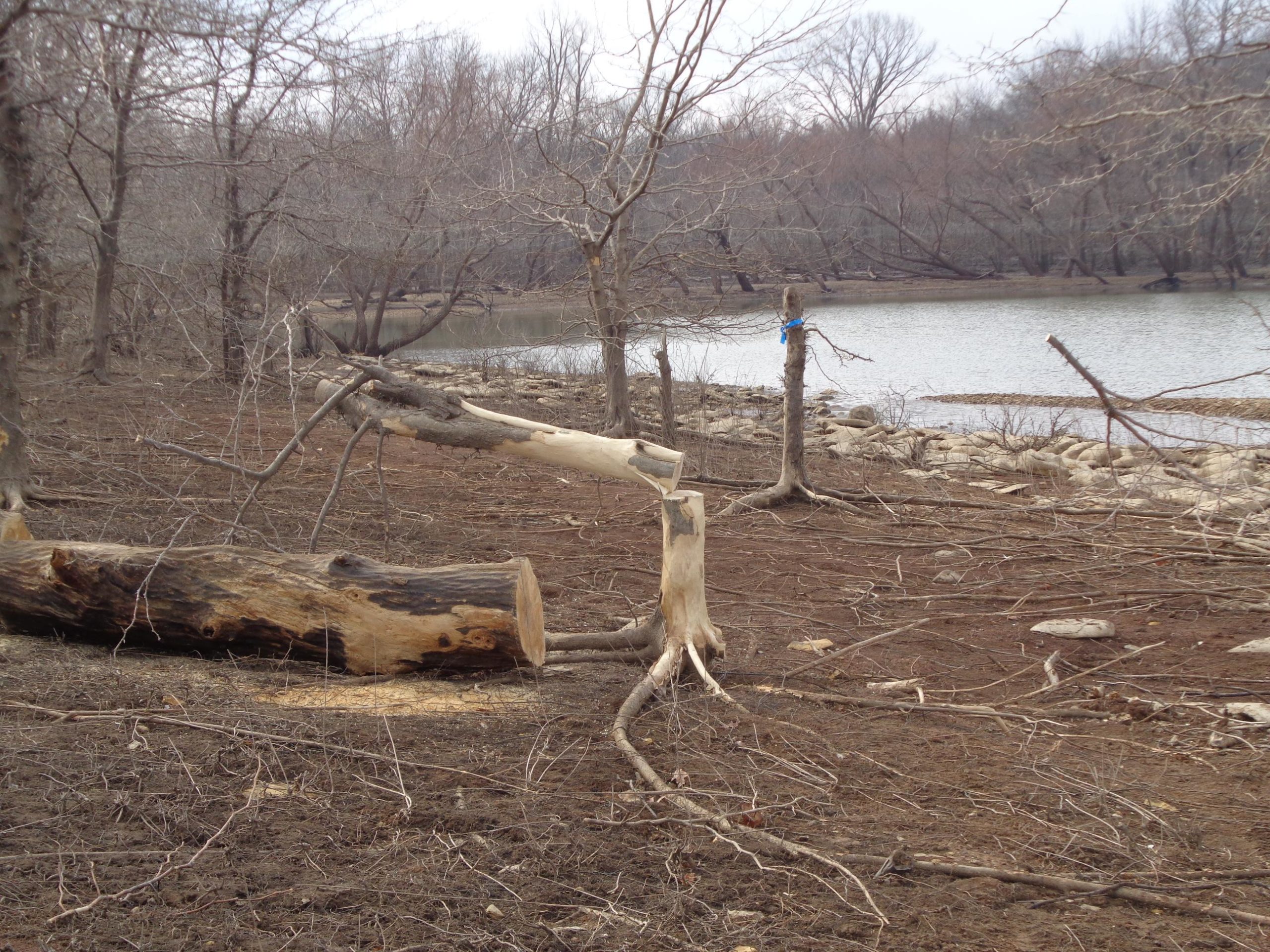 A barren landscape near a lake, featuring bare trees, fallen logs, and scattered branches. The water is visible in the background against a gray sky, with rocky shorelines and a few trees reflecting the desolate winter scenery. Perry Lake Bike Trail mountain bike trail.