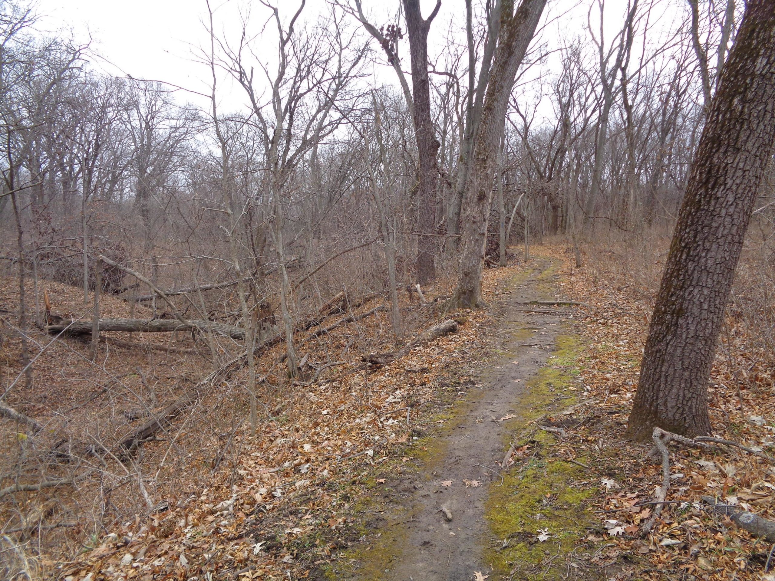 A narrow, winding dirt path surrounded by bare trees and fallen branches, with patches of moss and scattered dried leaves on the ground, indicative of a late autumn or early winter landscape. The overcast sky suggests a cool, subdued ambiance. Perry Lake Bike Trail mountain bike trail.