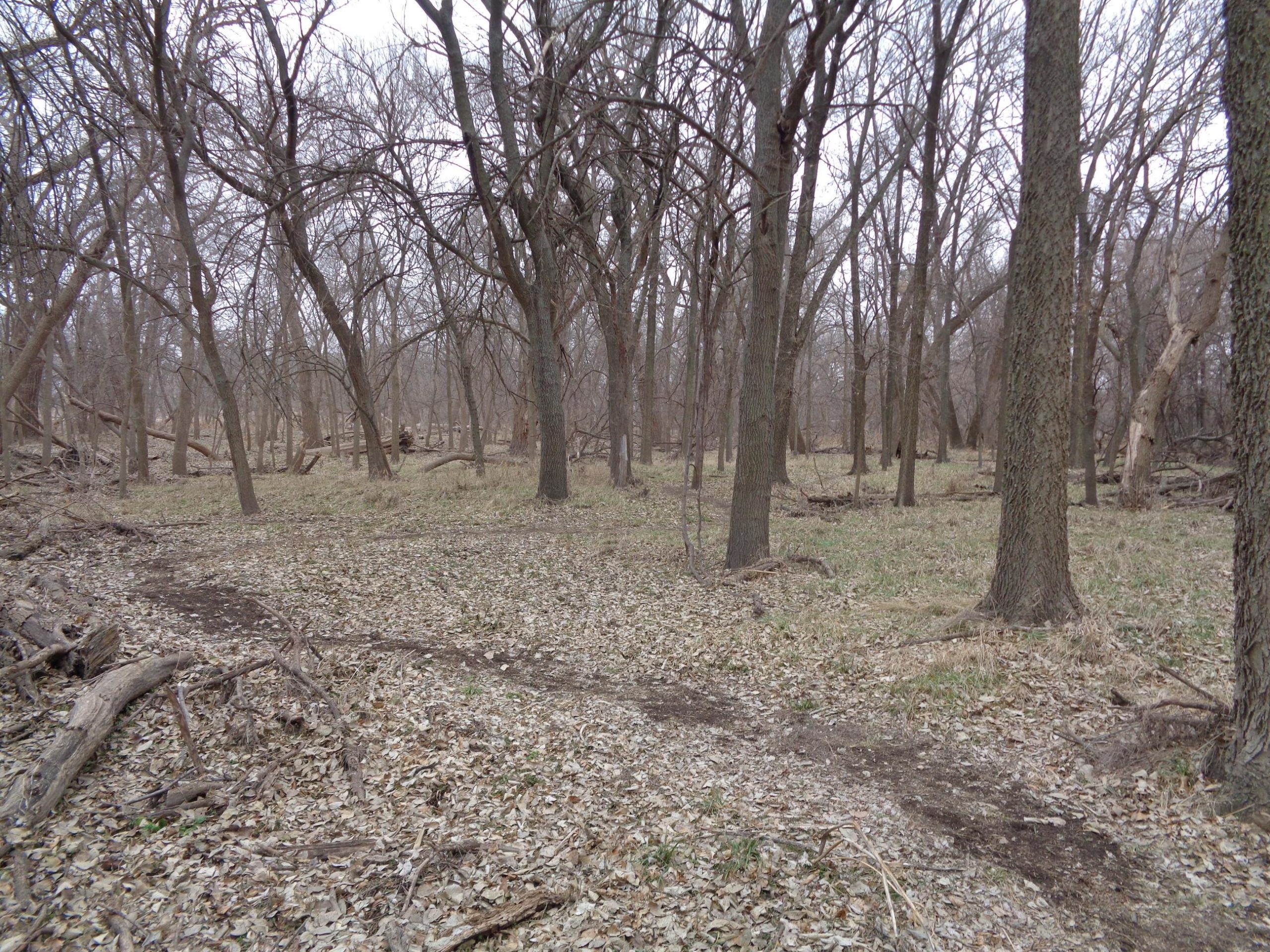 A wooded area in early spring featuring bare trees and scattered leaves on the ground, with patches of grass visible. A faint dirt path winds through the scene, surrounded by fallen branches and a serene, natural landscape. The sky is overcast, contributing to a tranquil, muted atmosphere. Shady Bend Trail mountain bike trail.
