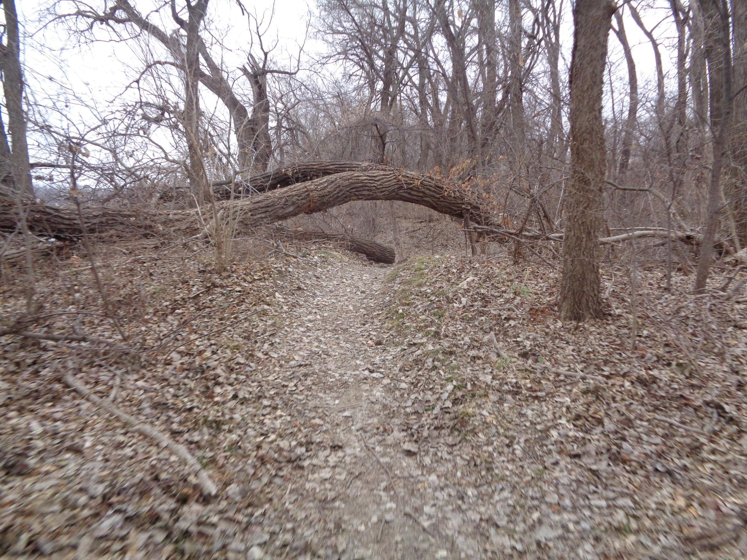 A narrow dirt trail winding through a wooded area, lined with dry leaves and surrounded by bare trees. A large fallen tree rests across the path, partially obstructing the trail. The scene appears to be in a natural, rural setting during a cloudy day. Manhattan River Trail (MRT) mountain bike trail.