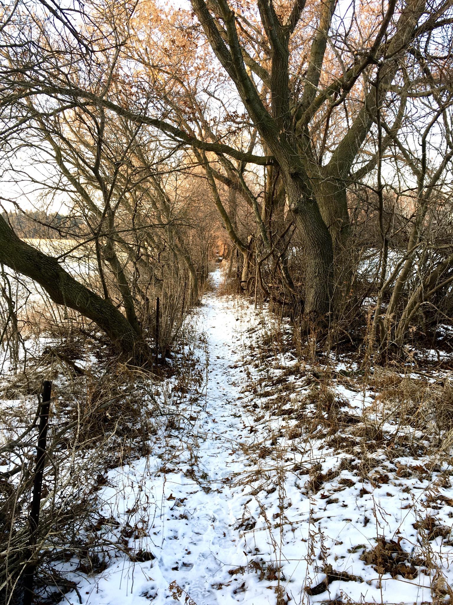 A narrow, snow-covered path winding through a wooded area with bare trees and fallen leaves, bordered by brush and a fence. The light casts a warm glow on the scene, indicating early morning or late afternoon. Sudden Forest mountain bike trail.