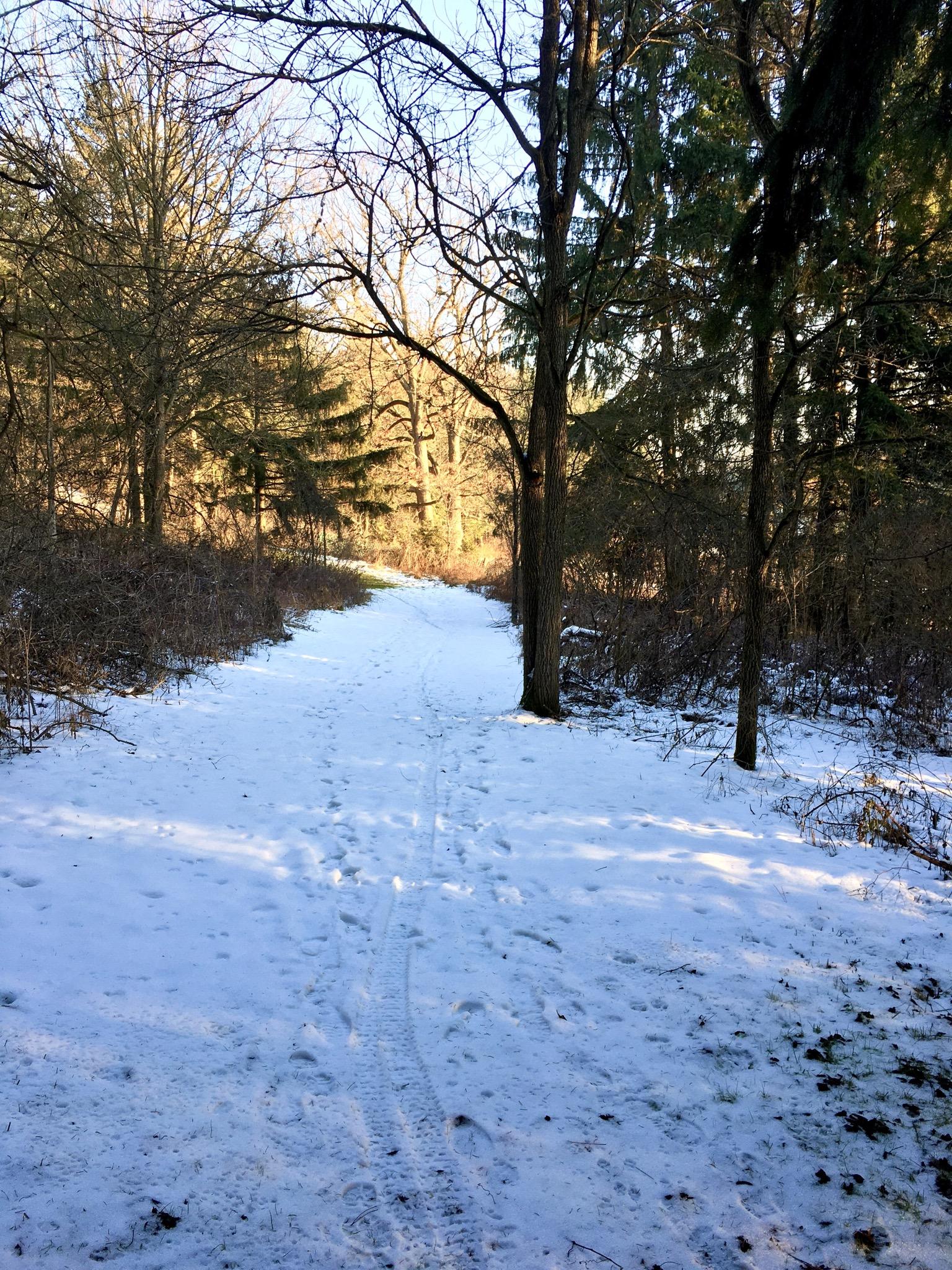 A snowy pathway winding through a forest, flanked by trees with sparse branches. Sunlight filters through the trees, illuminating the path covered in footprints and tire marks. Sudden Forest mountain bike trail.