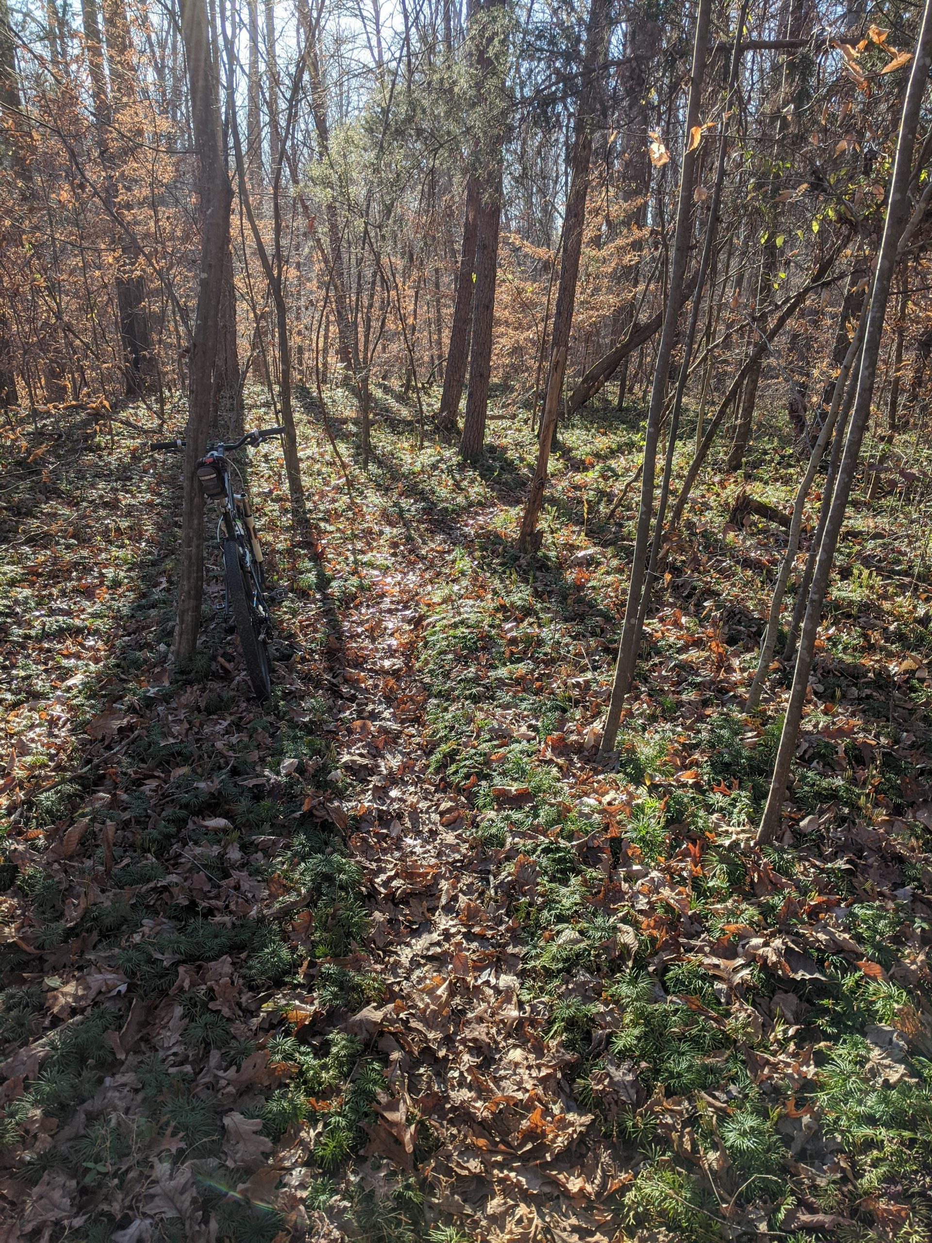 A narrow path winding through a tranquil forest, bordered by tall trees with autumn leaves on the ground. A bicycle rests against a tree to the left, while sunlight filters through the branches, casting shadows on the leafy forest floor. Horizons Park mountain bike trail.